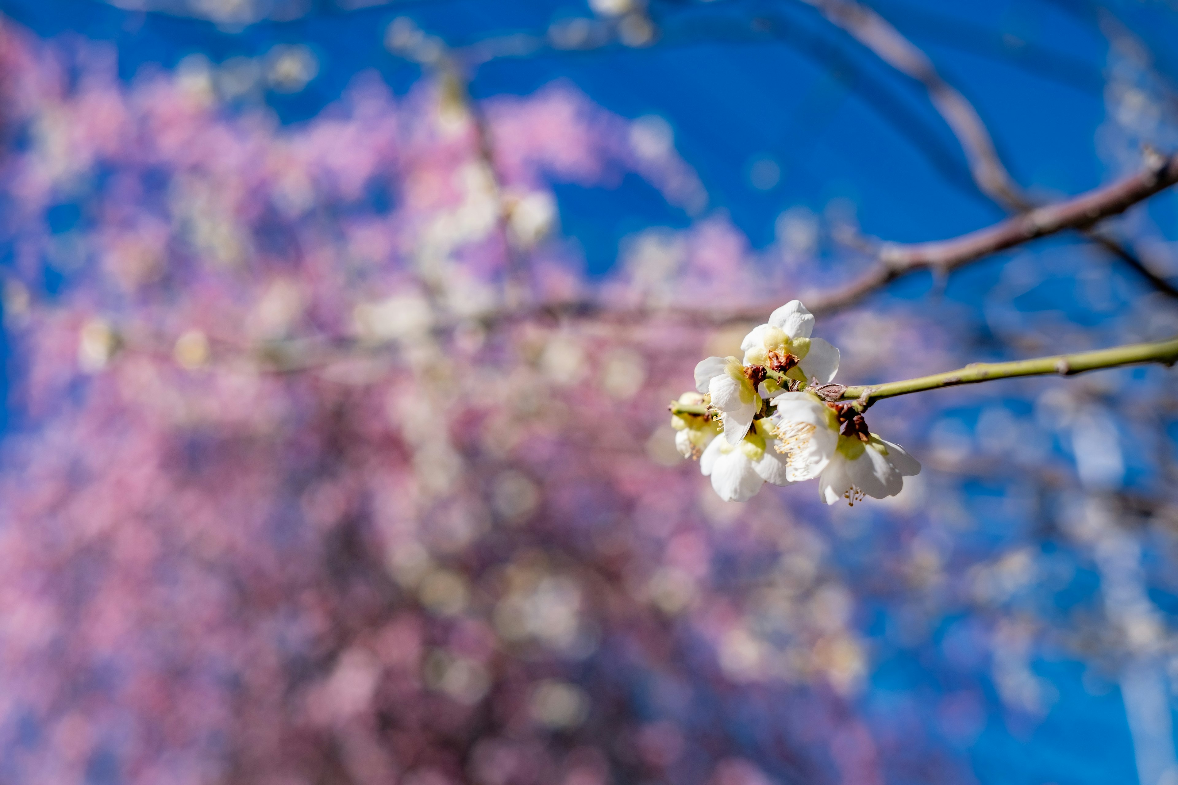 White flowers blooming against a blue sky with pink blossoms in the background