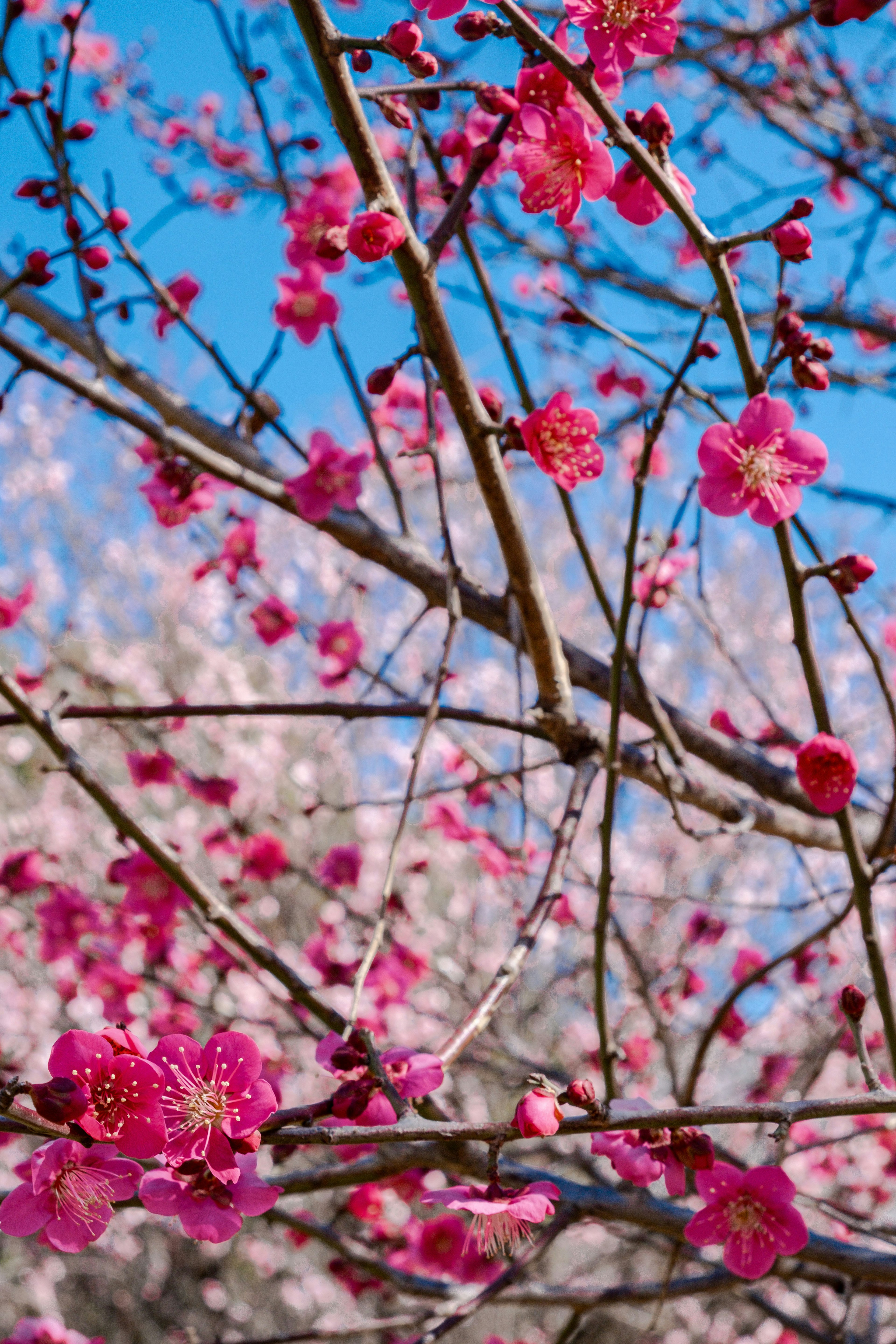 青空を背景にしたピンクの花が咲く枝