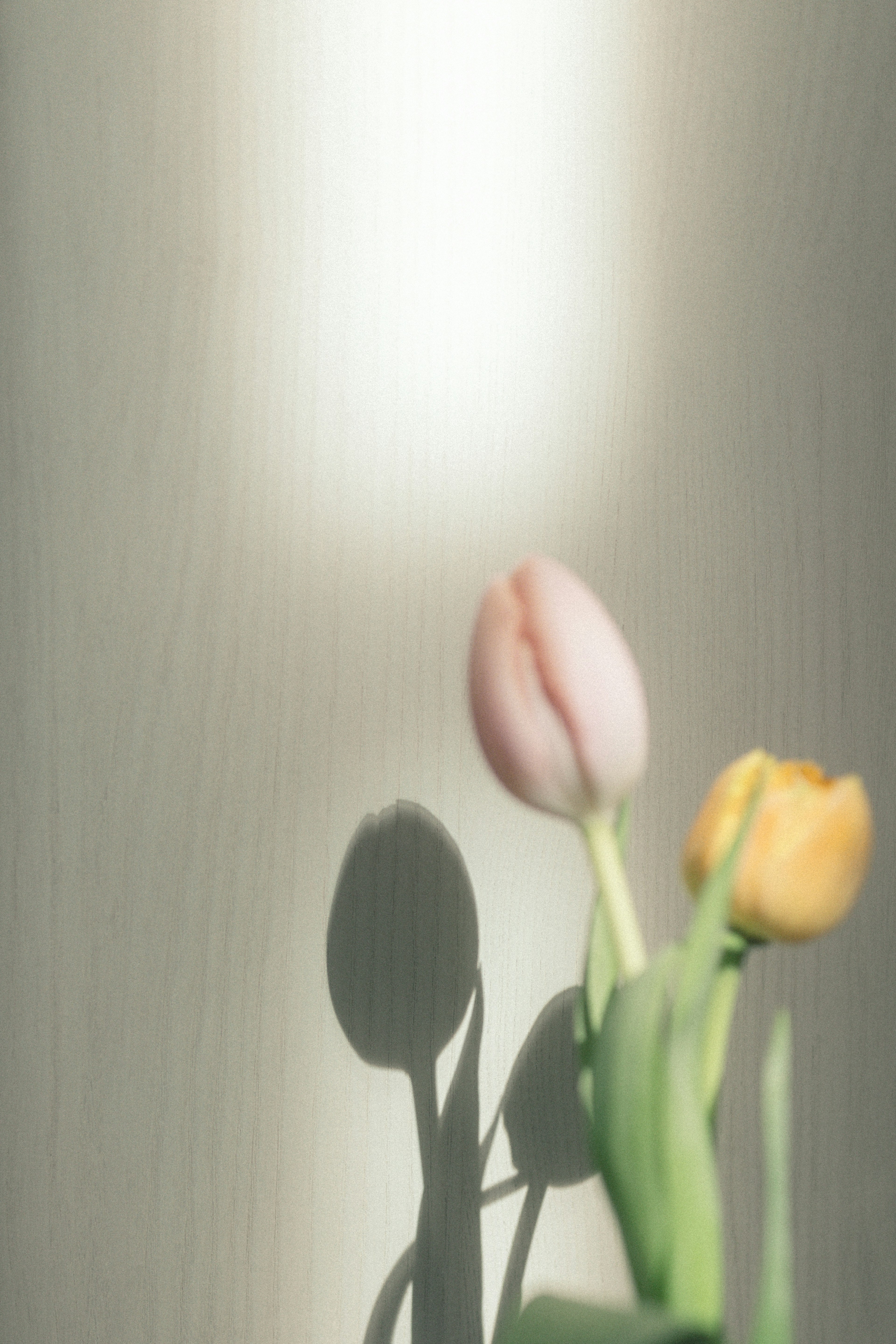 Rosa und gelbe Tulpen werfen Schatten auf einen sanften Hintergrund