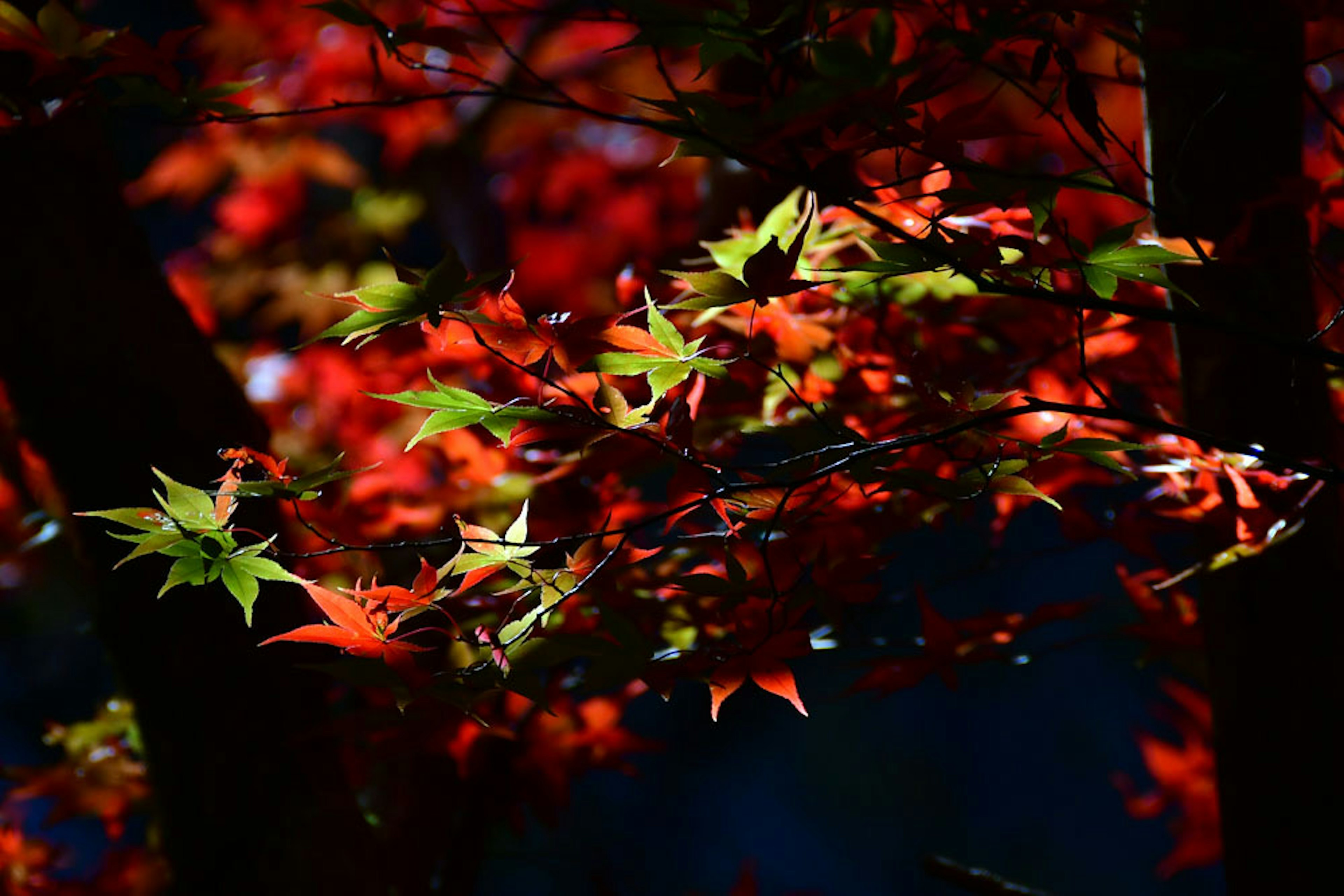 Hojas de otoño vibrantes en las ramas de un árbol