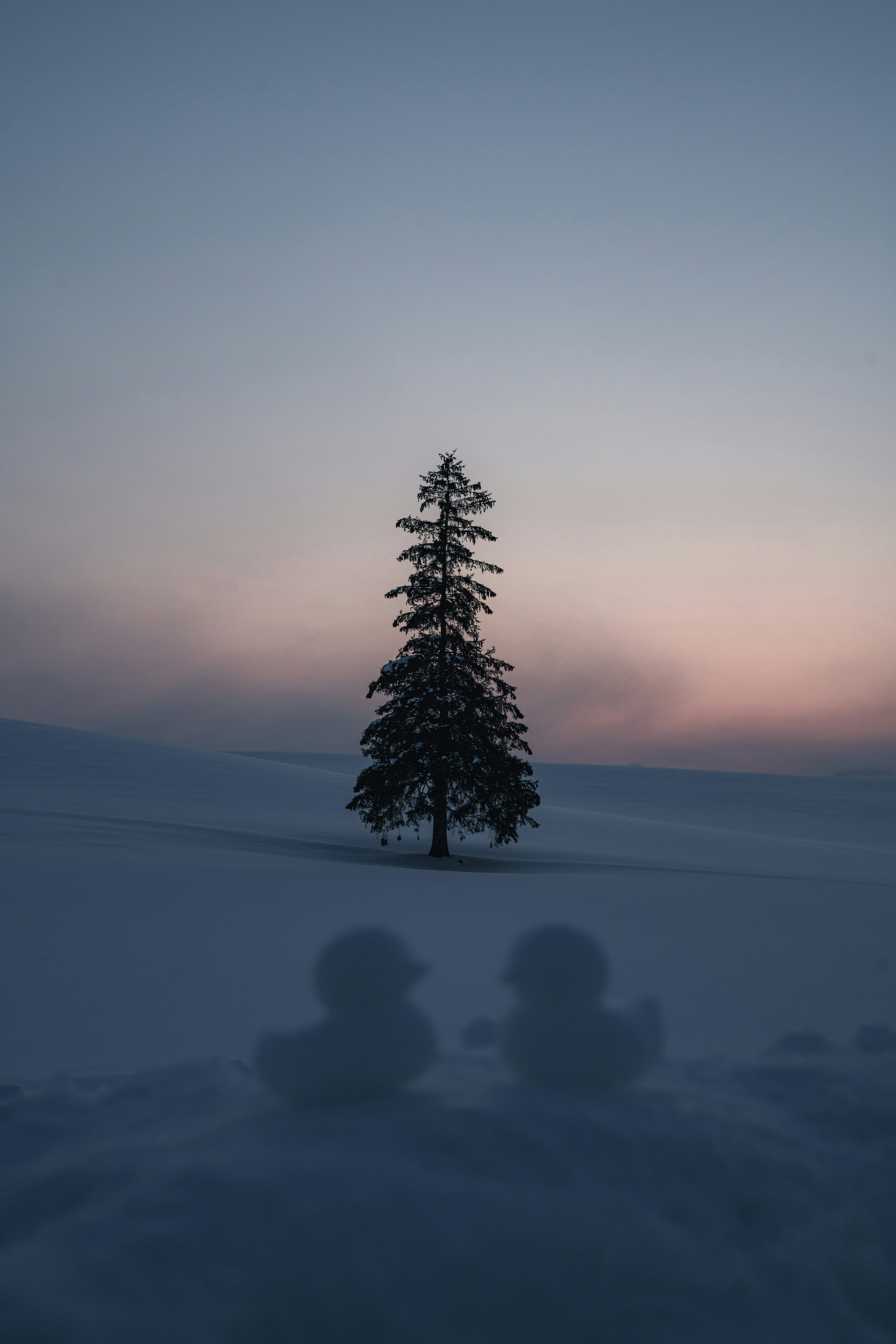 雪に覆われた風景の中に立つ一本の木とその影