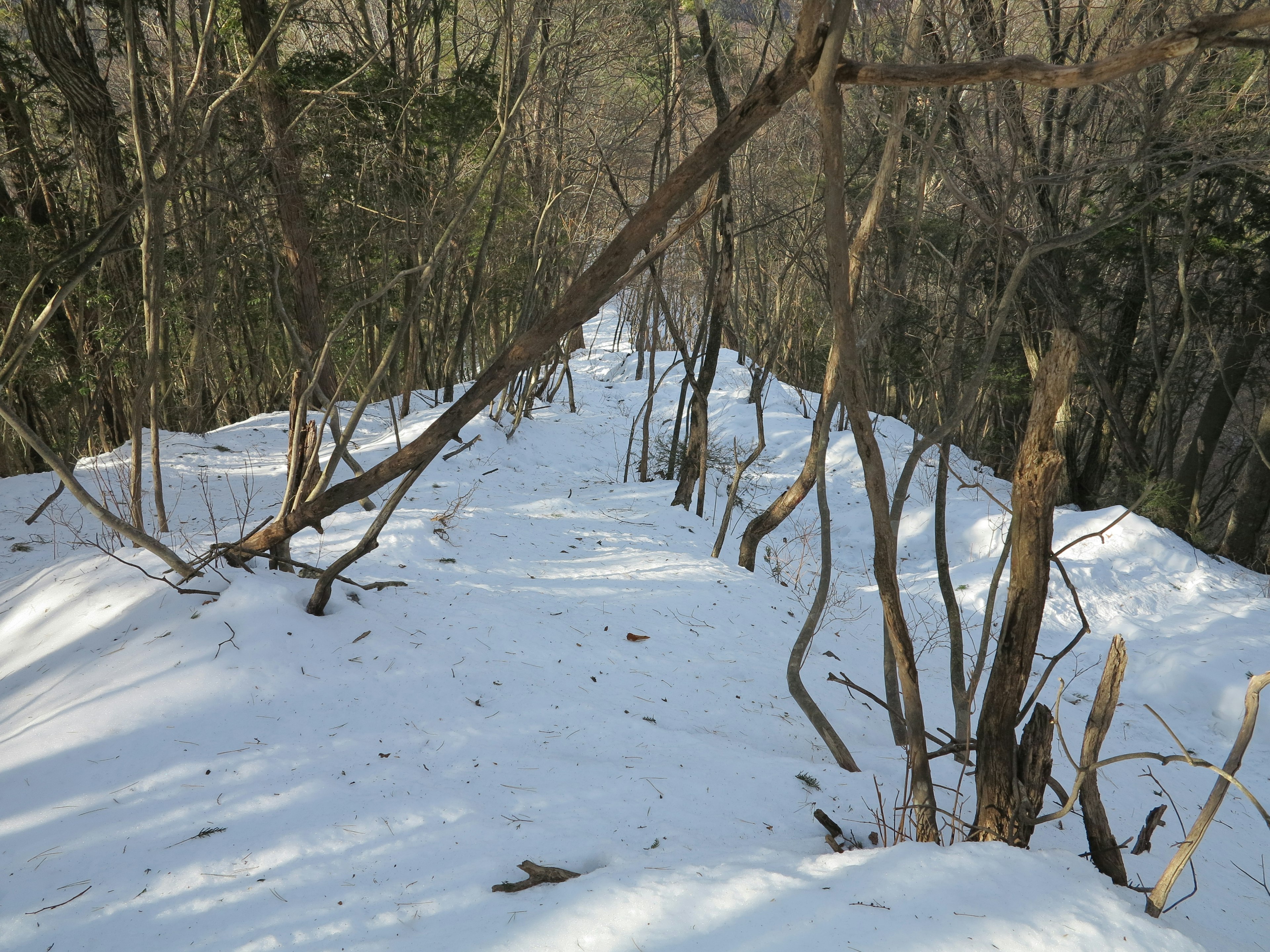 雪に覆われた山道と木々の風景