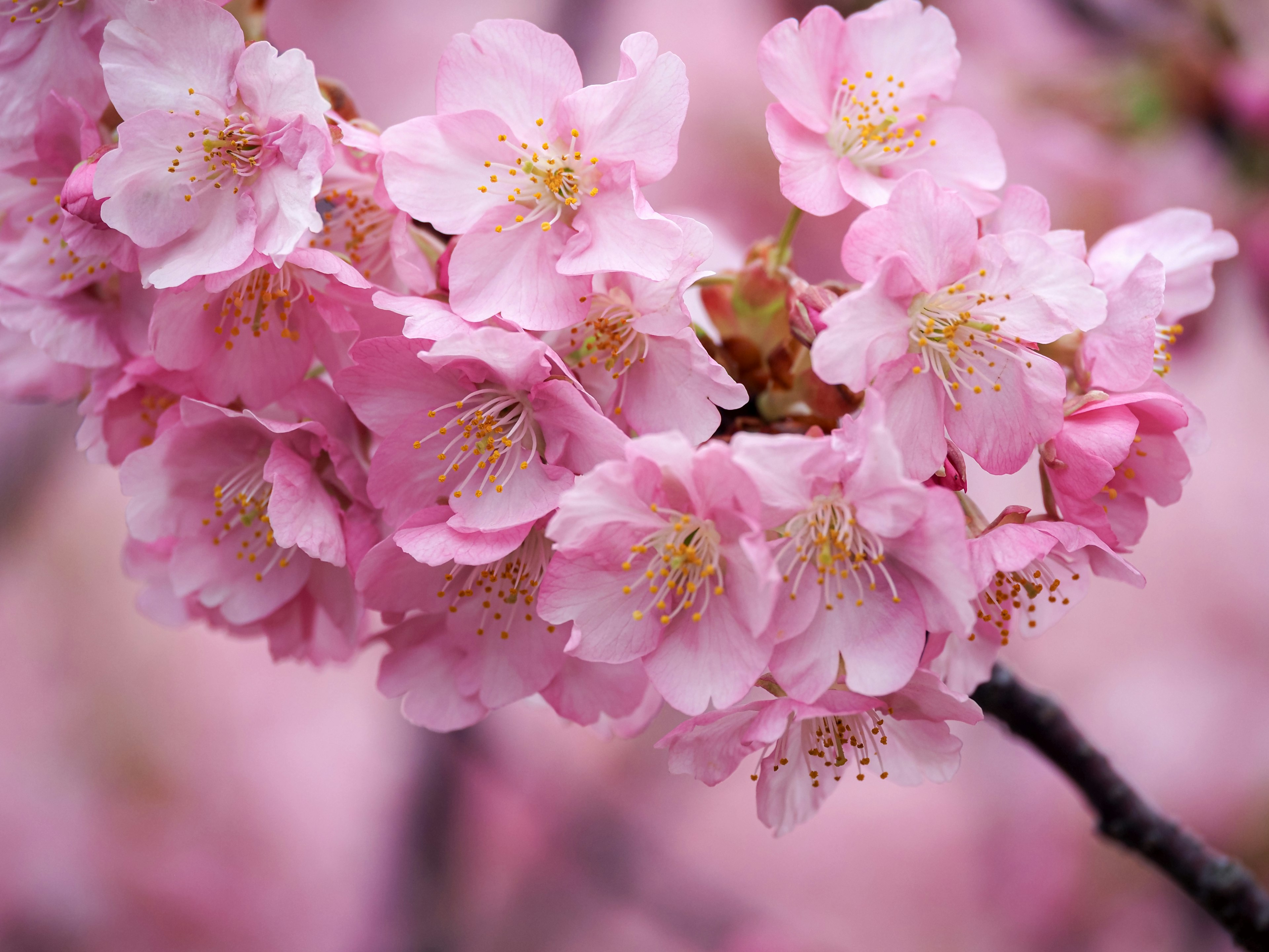 Schöner Strauß rosa Kirschblüten in voller Blüte