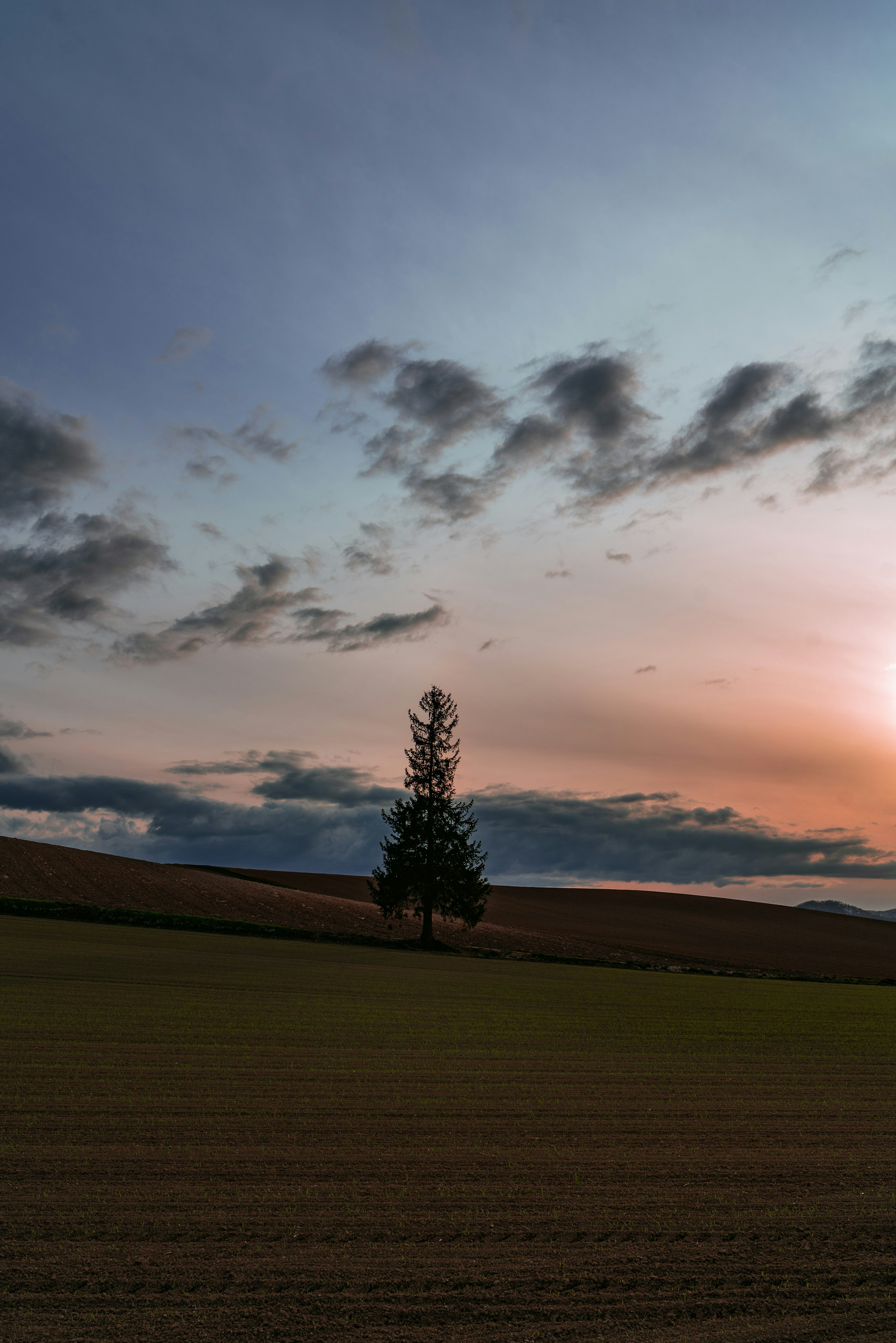 Un árbol solitario contra un cielo de atardecer con nubes y un campo de hierba