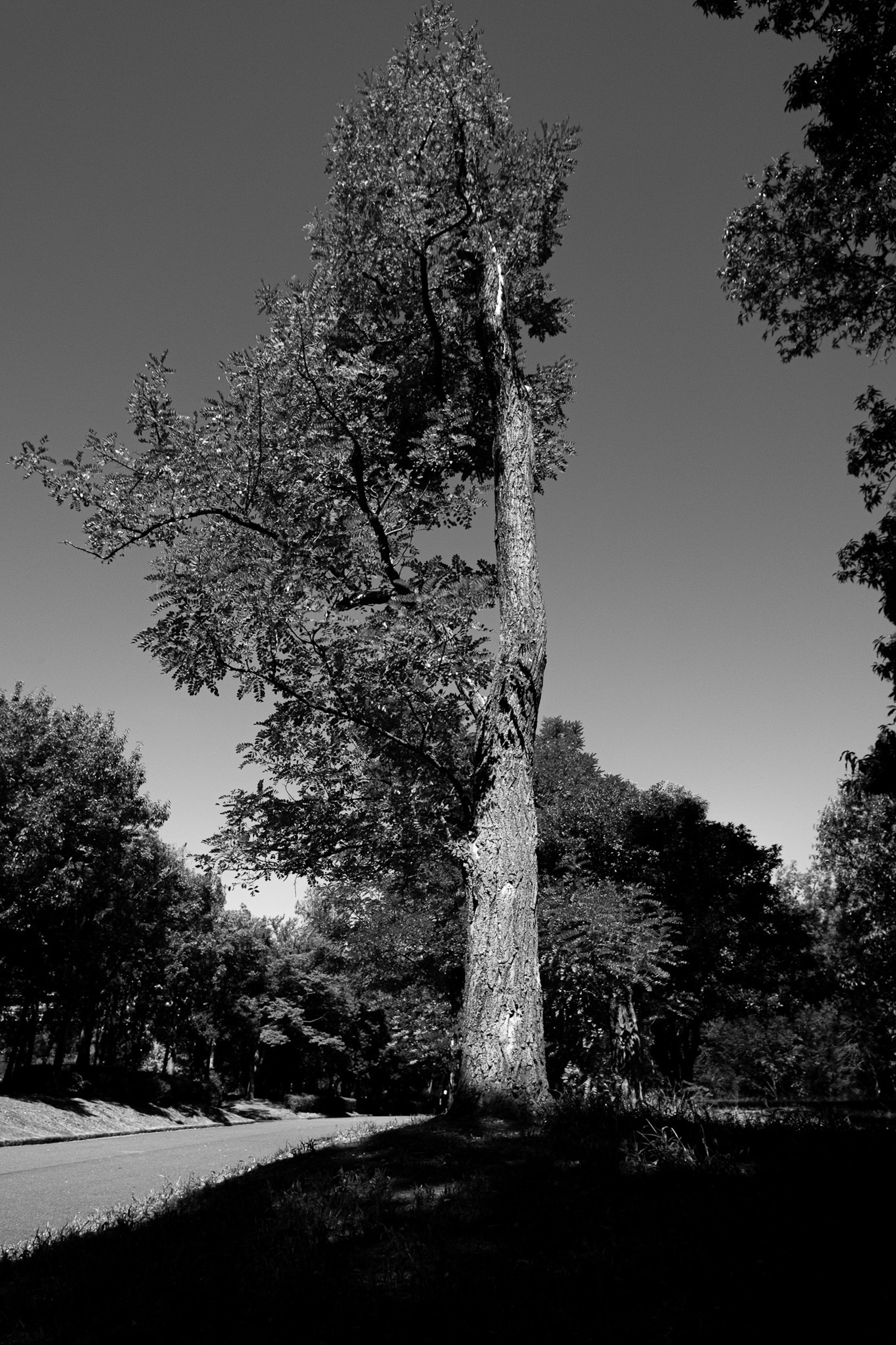 Tall tree surrounded by green foliage in black and white landscape