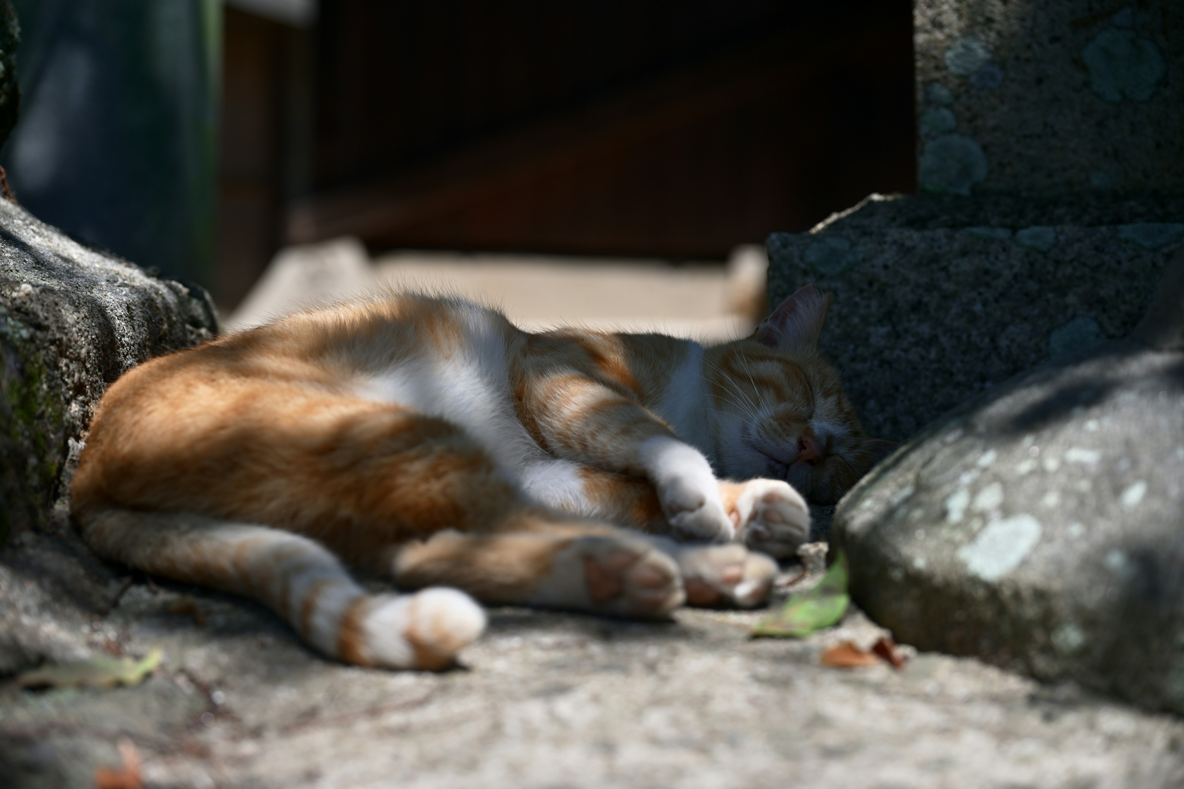 日陰で寝ている茶色の猫の横たわる姿