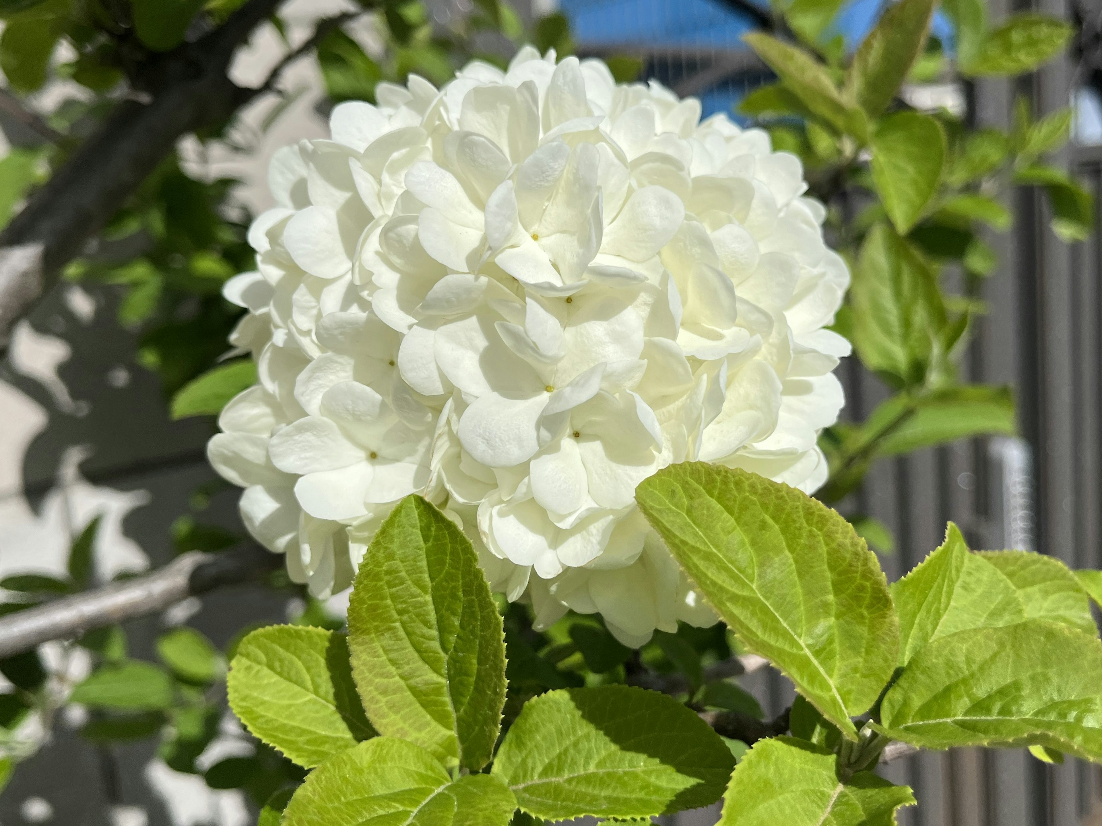 Runder weißer Blumencluster mit grünen Blättern an einer Pflanze