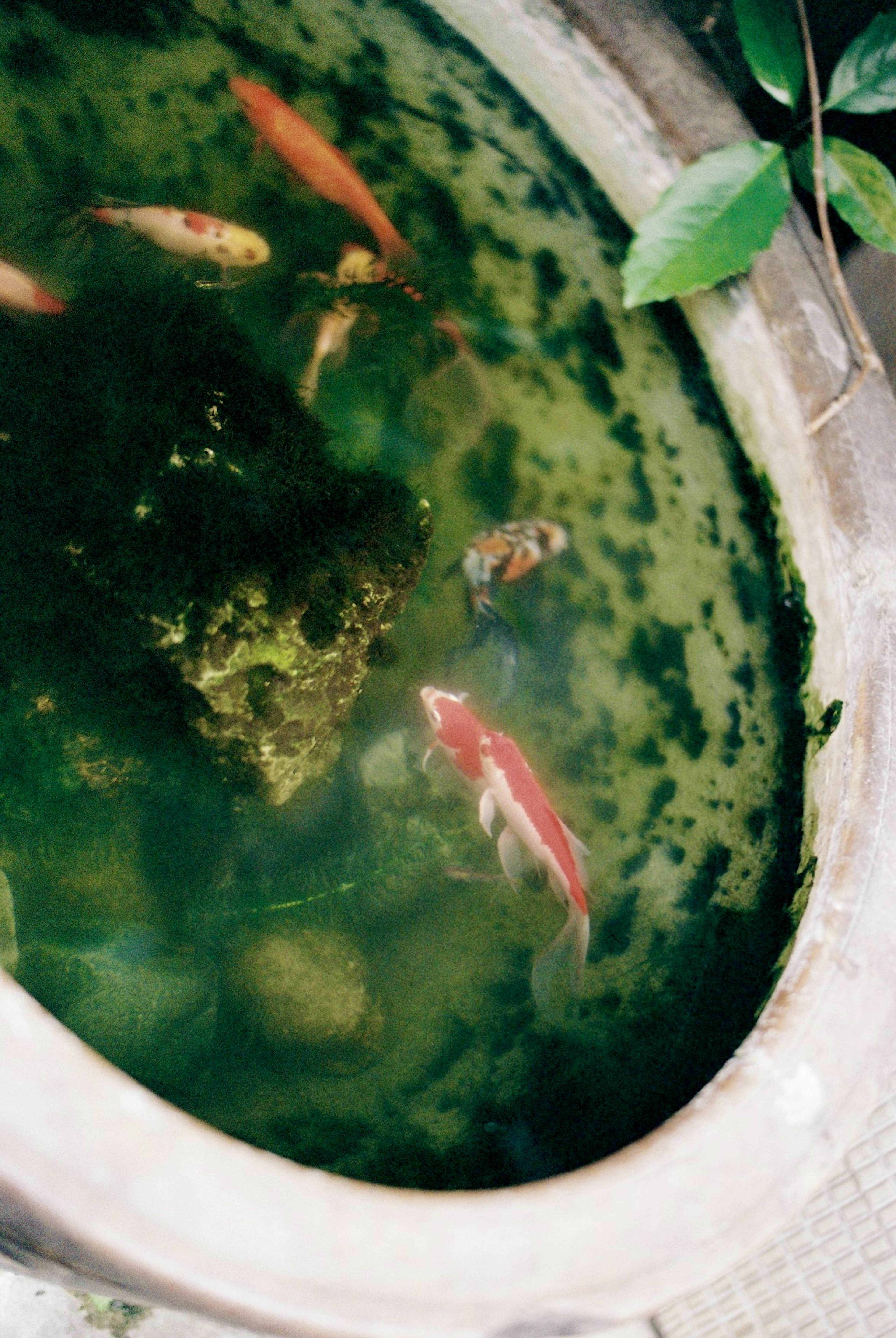 Koi colorati che nuotano nell'acqua verde di uno stagno in ceramica