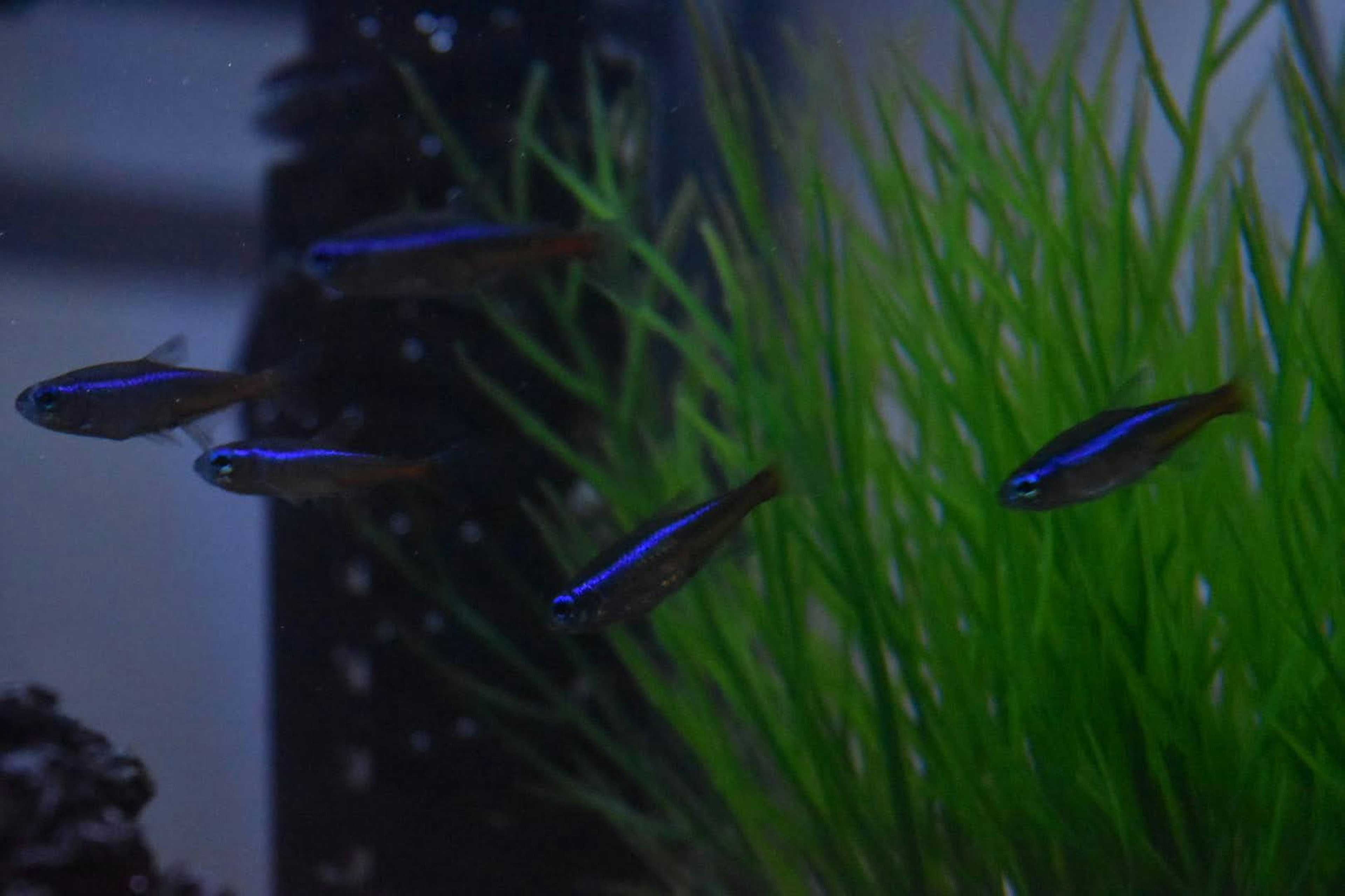 Imagen de peces azules nadando entre plantas acuáticas en un acuario