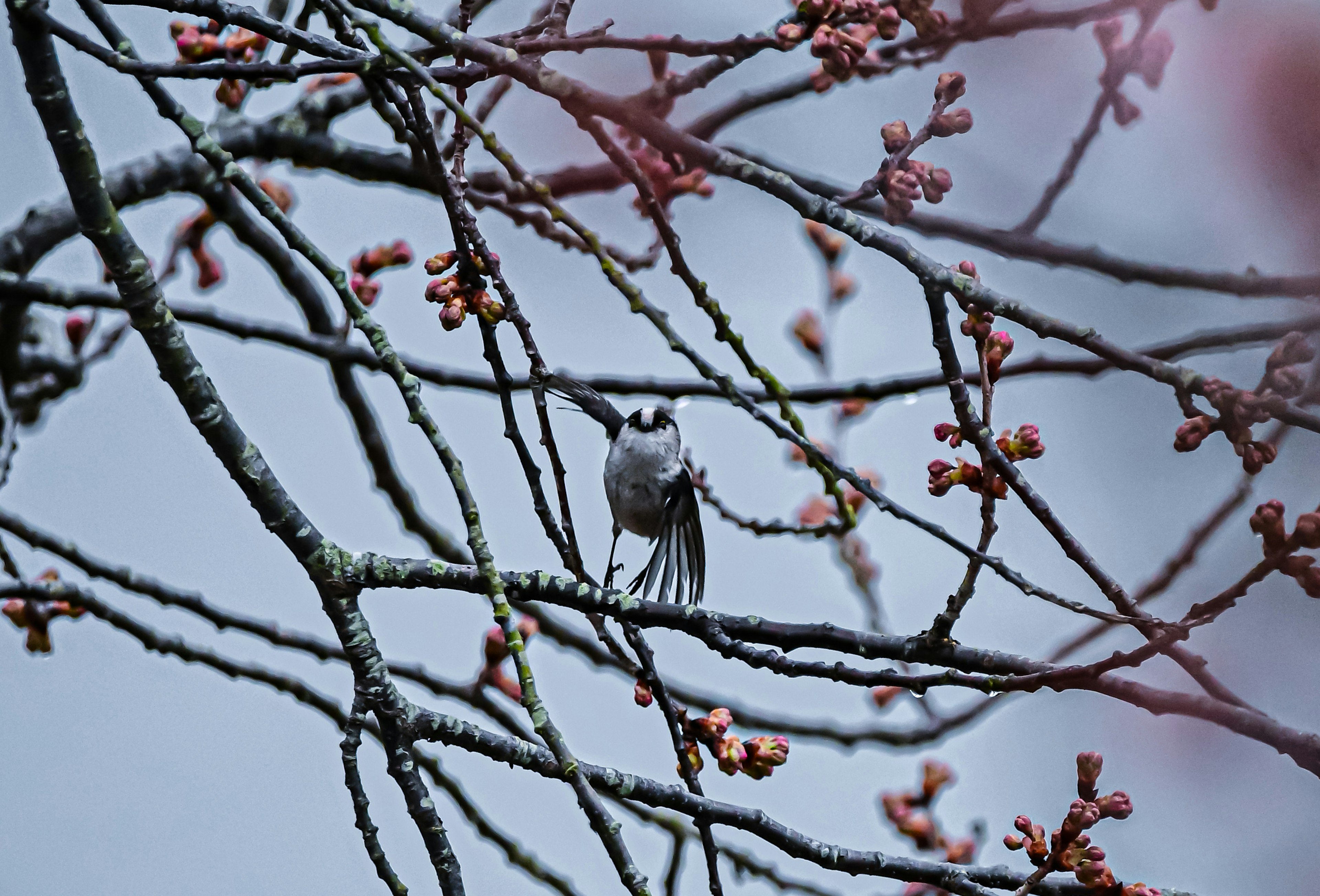 Un petit oiseau perché sur des branches avec des bourgeons