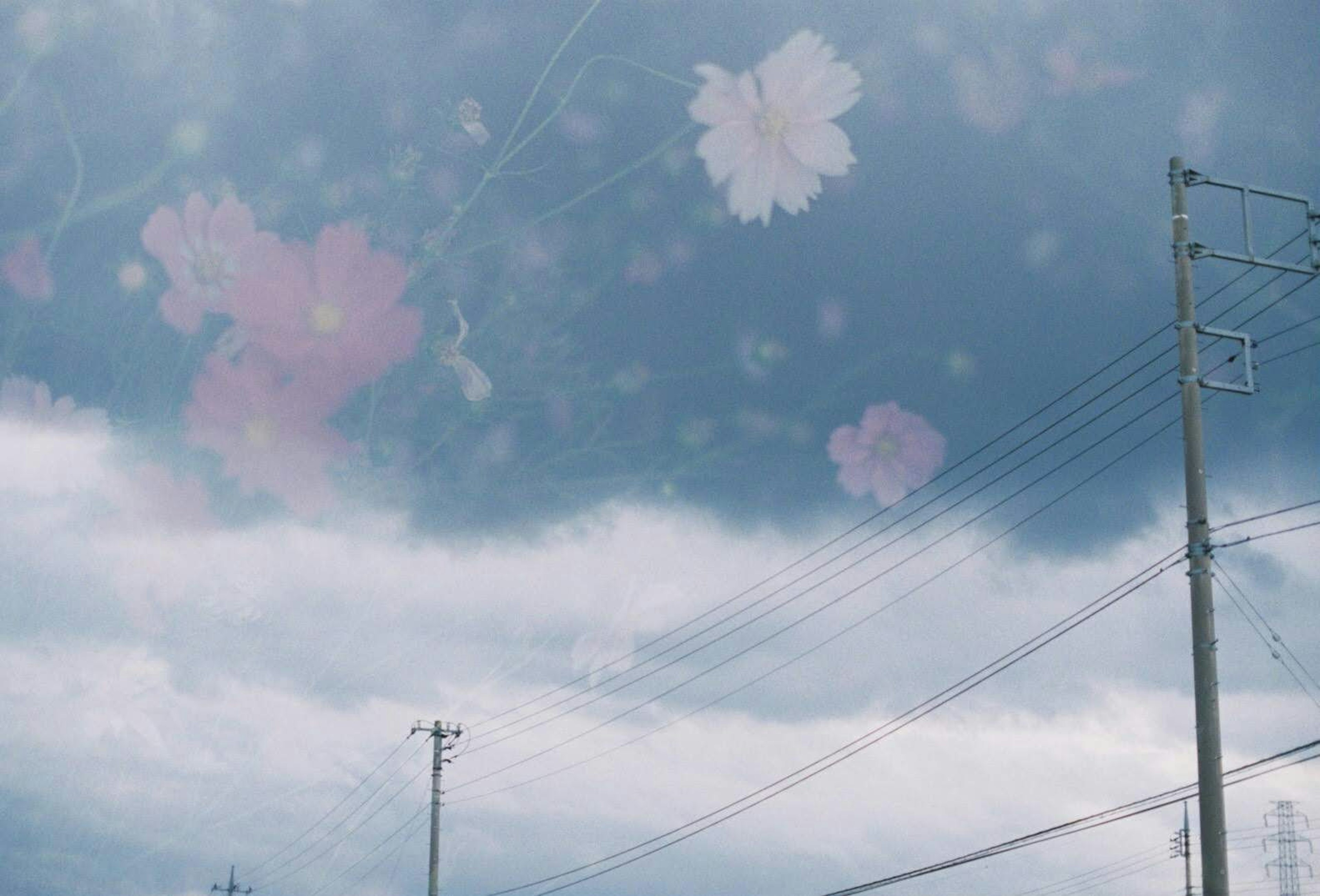 曇り空に浮かぶ桜の花びらと電柱