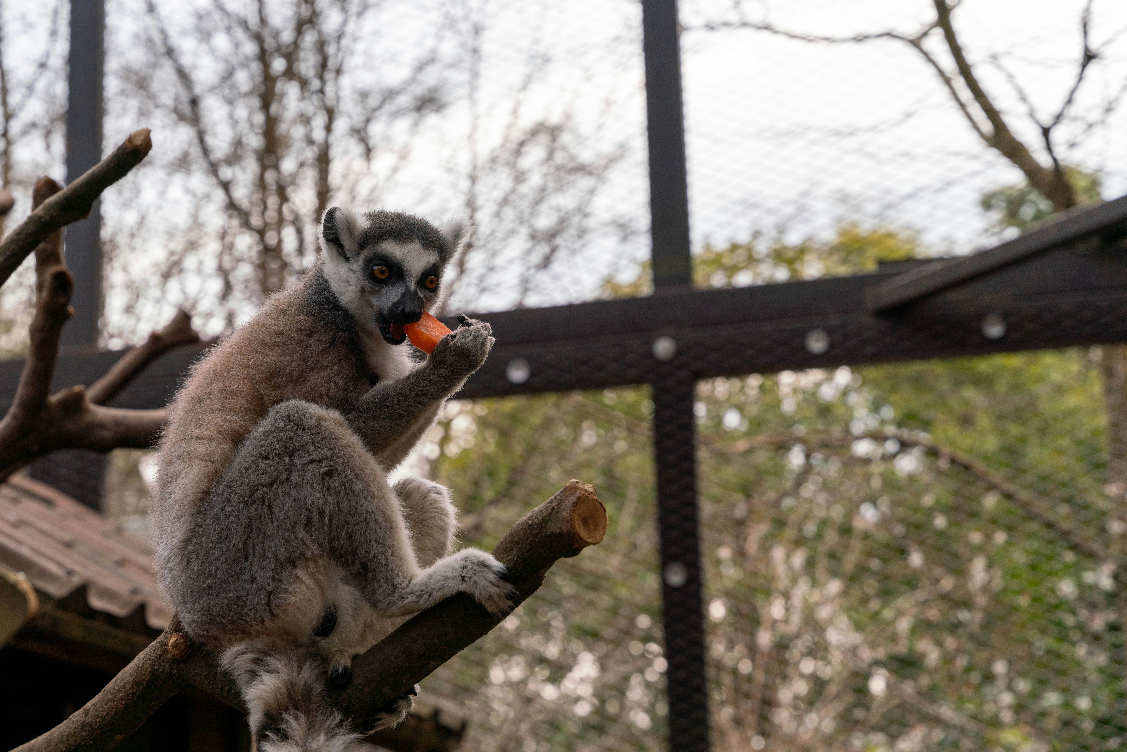 Lémur comiendo una zanahoria mientras está sentado en una rama