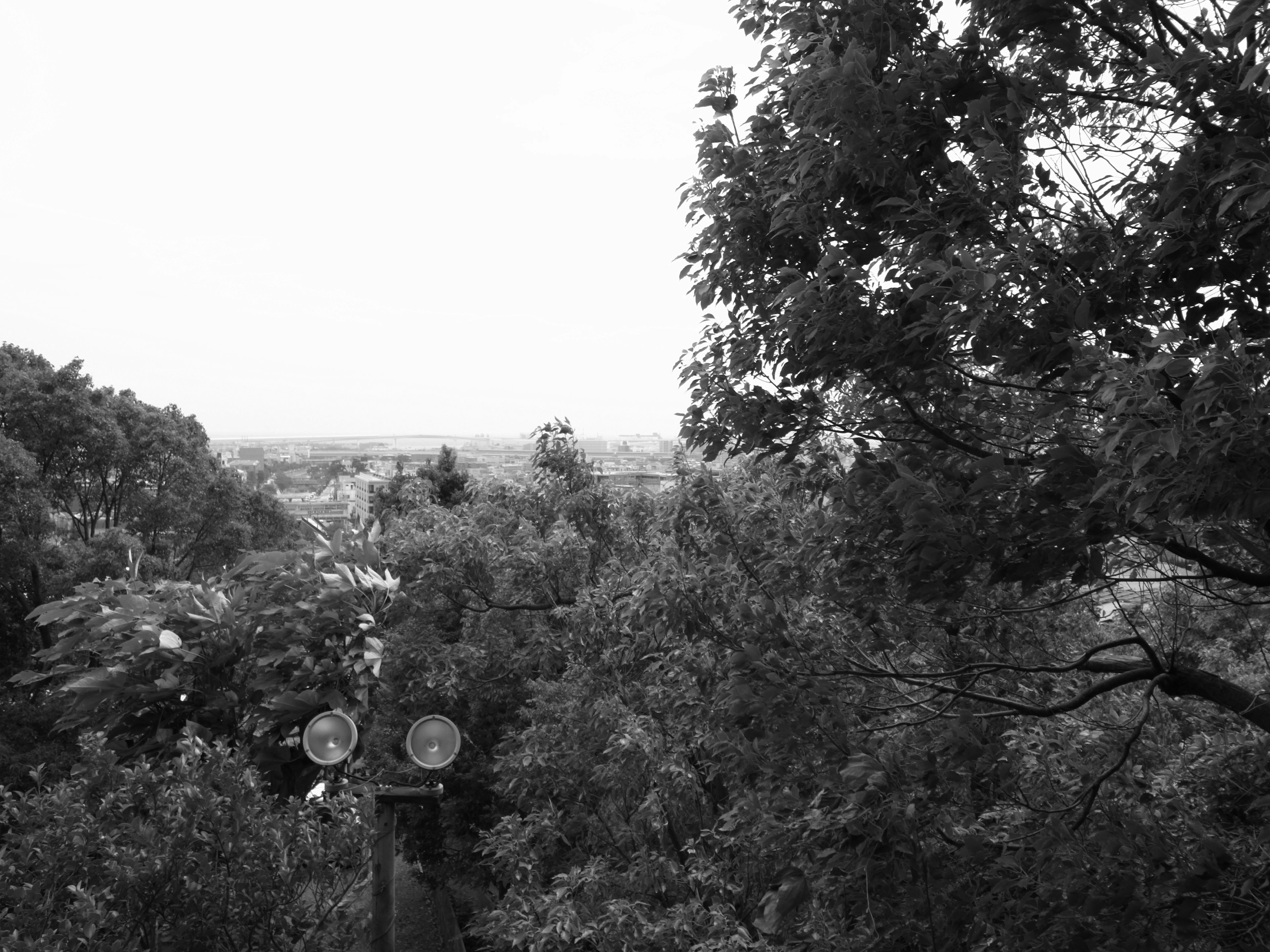 Photographie en noir et blanc d'un paysage entouré d'arbres