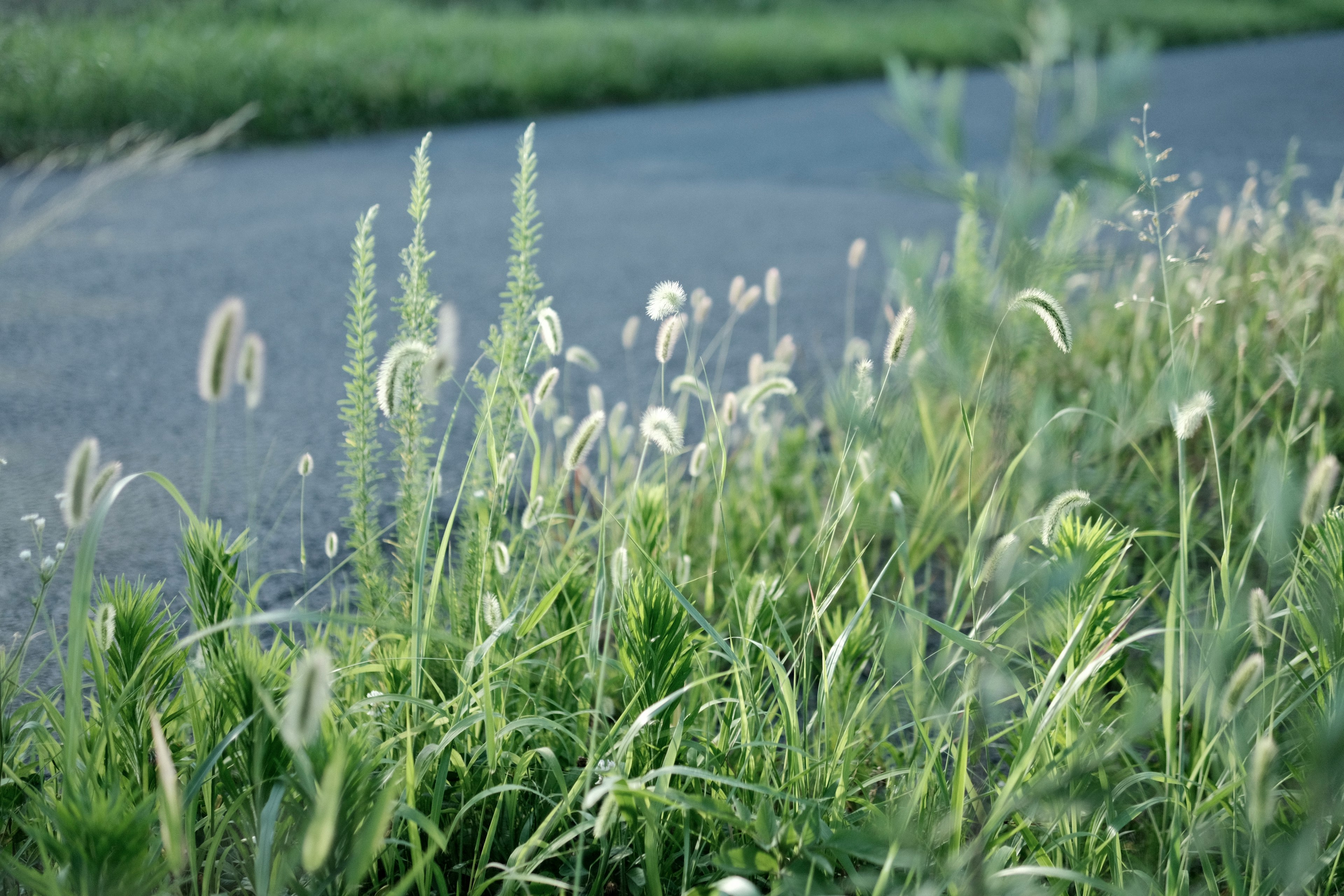 Paesaggio di erba e strada con erba verde e ciuffi bianchi