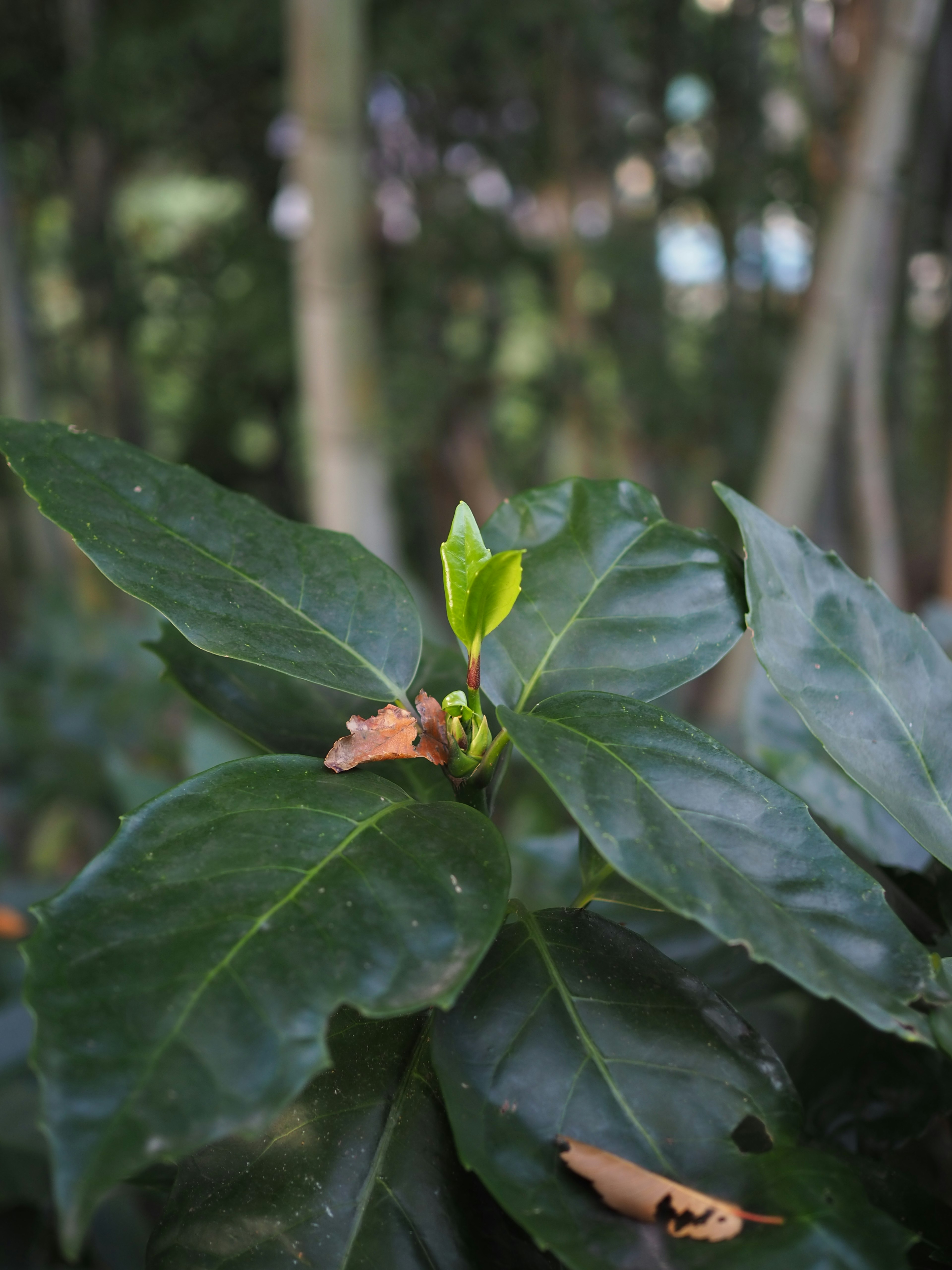 Gros plan d'une plante avec des feuilles vertes et un nouveau bourgeon