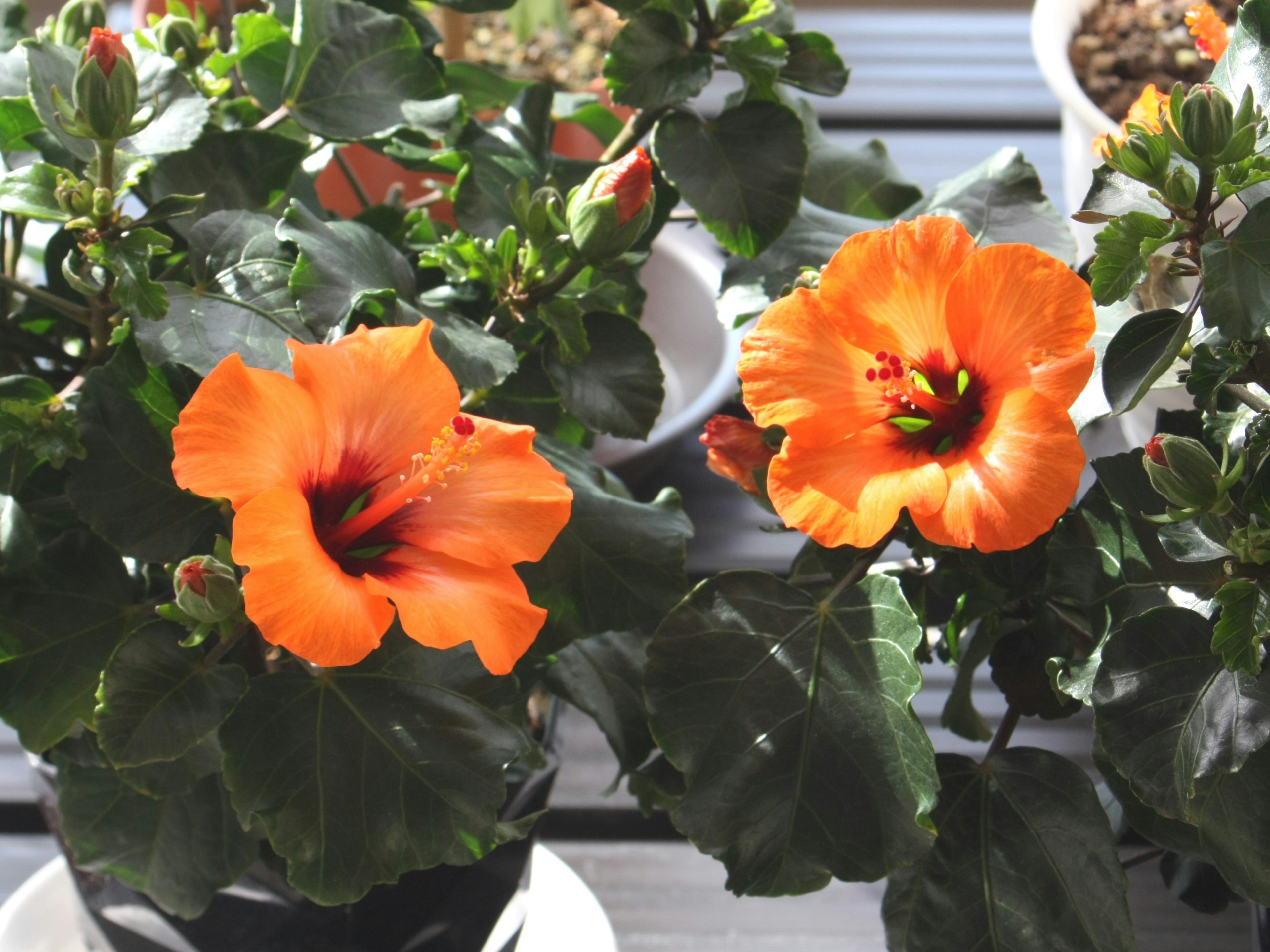 Image de plantes d'hibiscus avec des fleurs orange vif