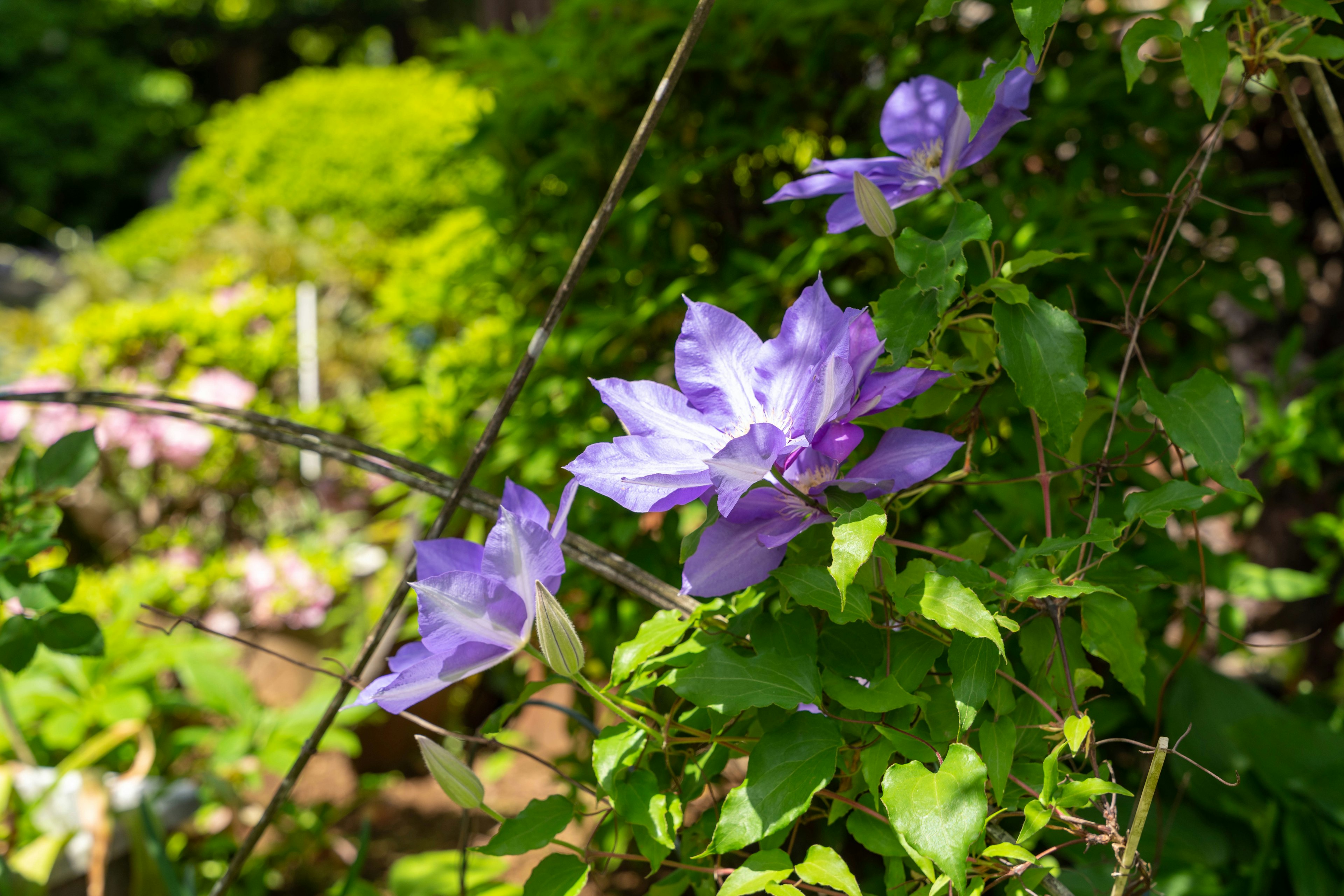 Schöne Szene mit lila Blumen, die zwischen grünen Blättern blühen