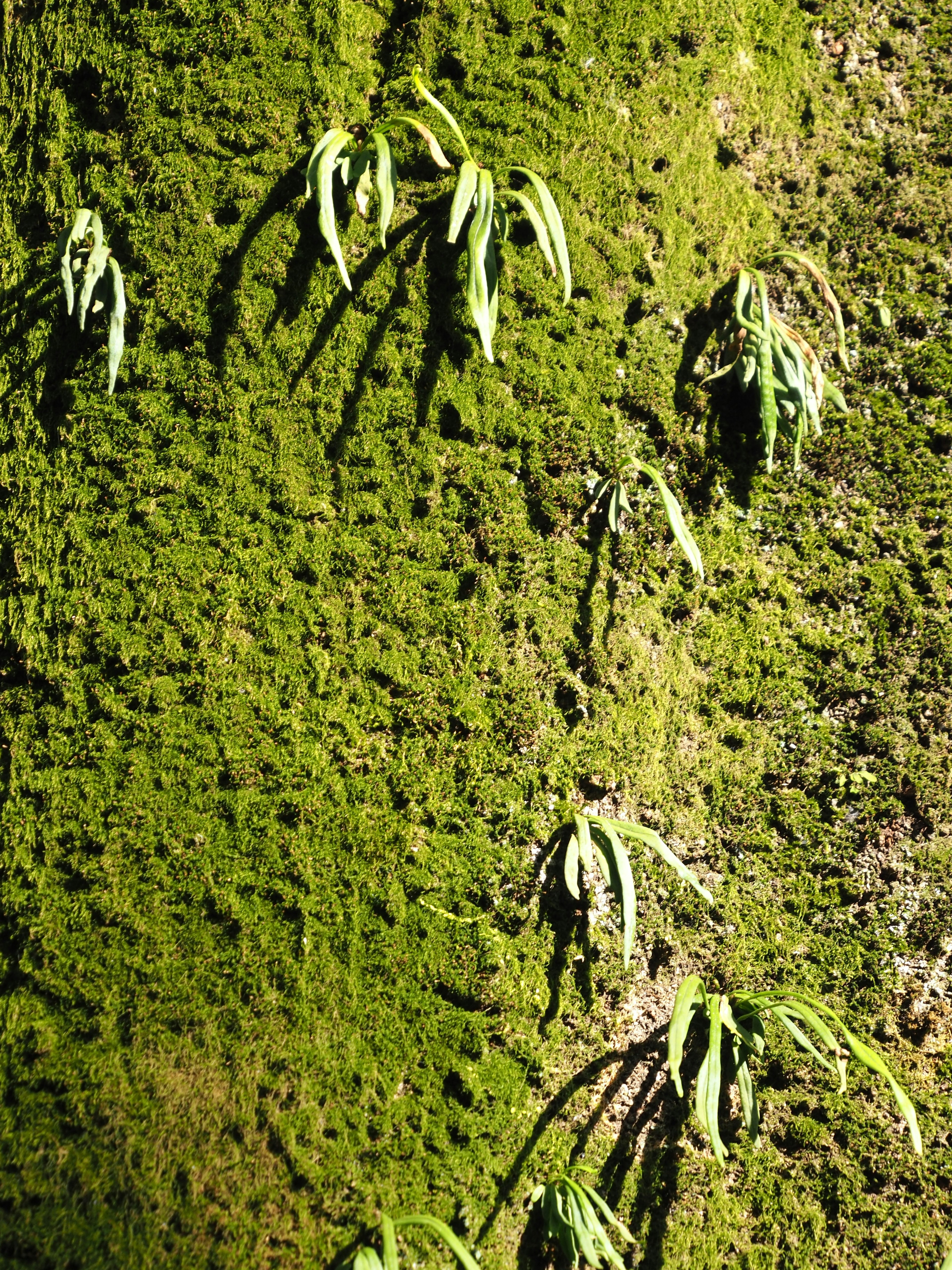 Hojas delgadas creciendo en un tronco de árbol cubierto de musgo