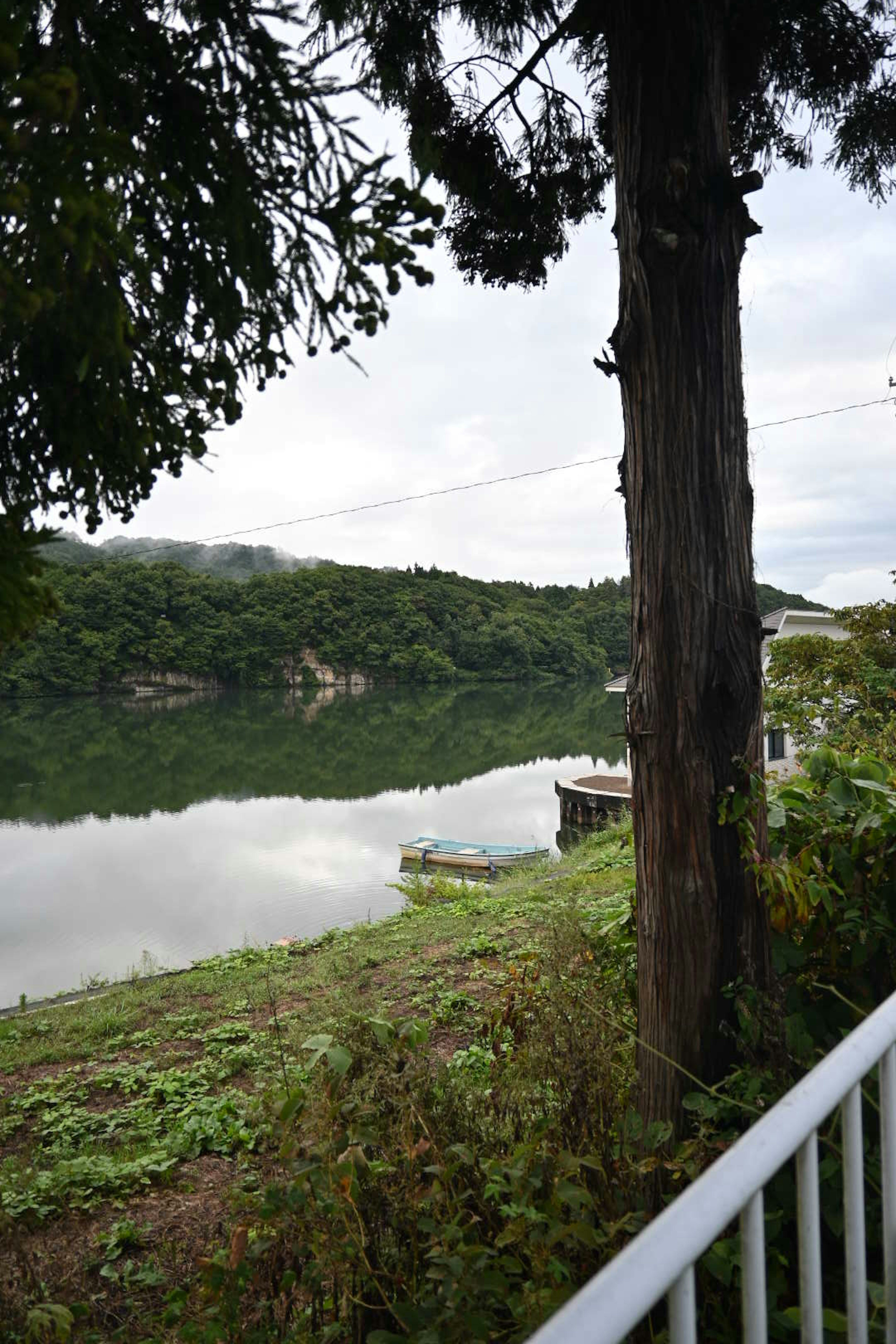 Un lac serein avec une végétation luxuriante et un arbre au premier plan