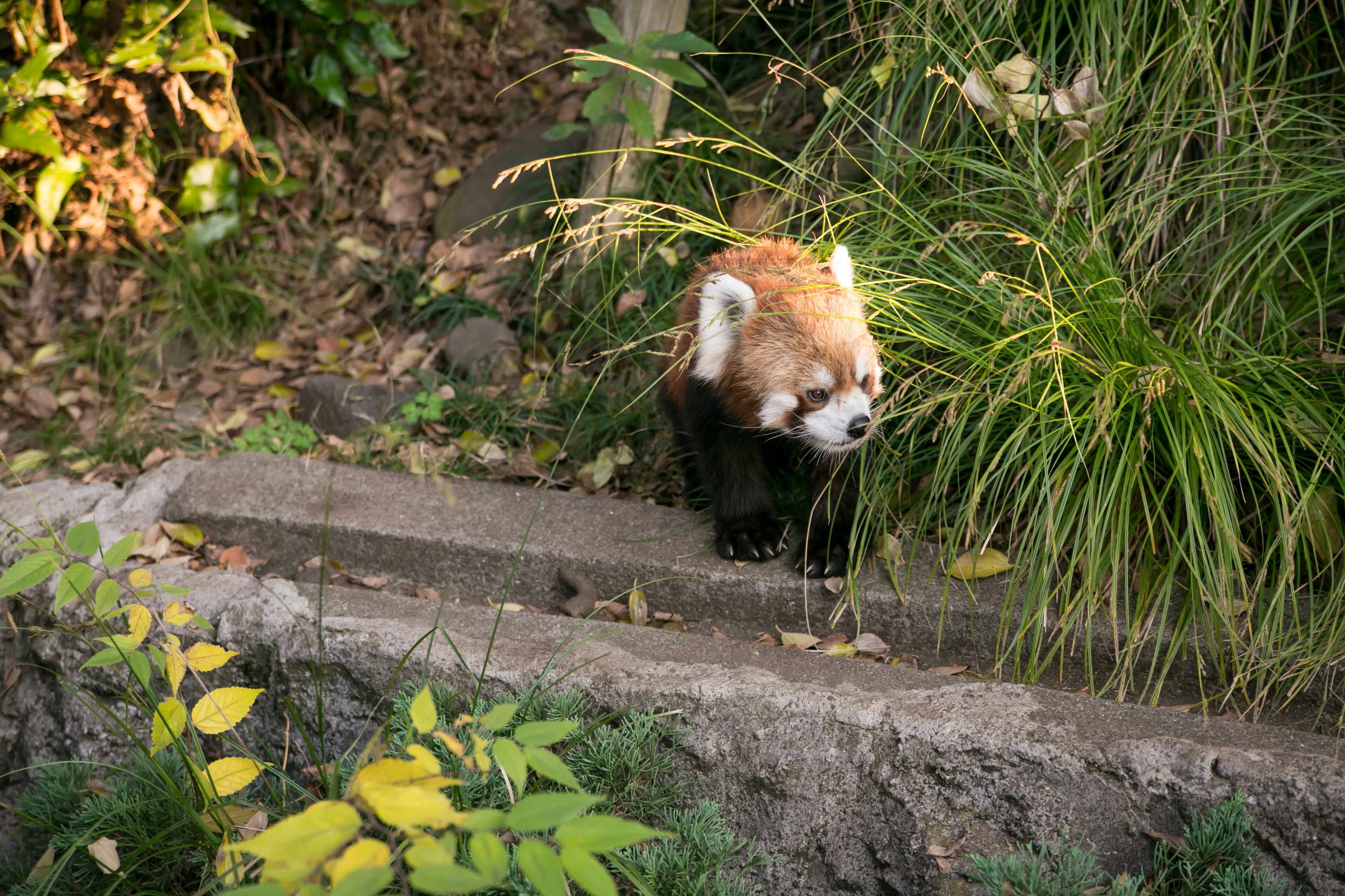 A small red panda walking among green grass