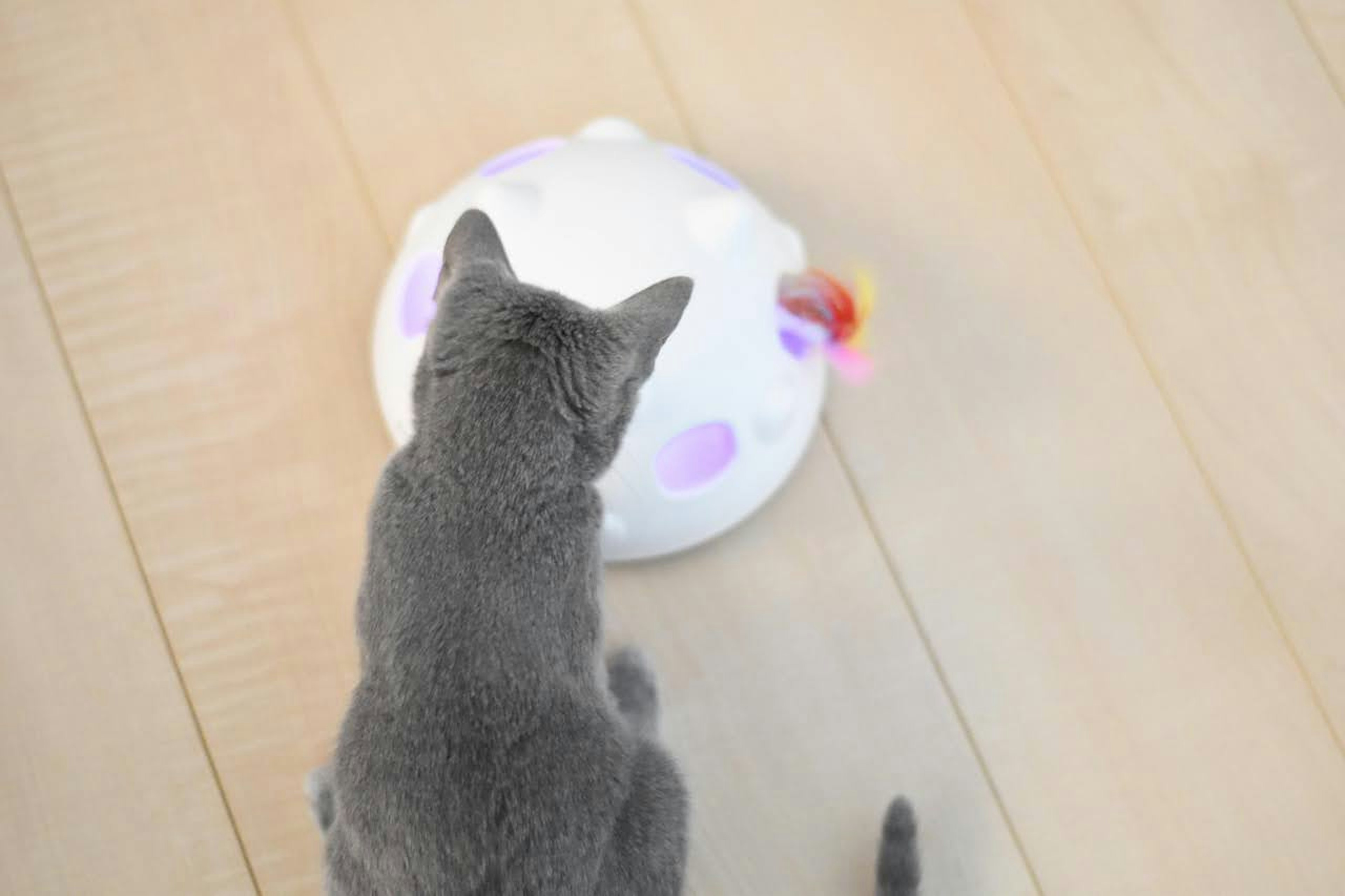 Graue Katze sitzt vor einem bunten Spielzeug