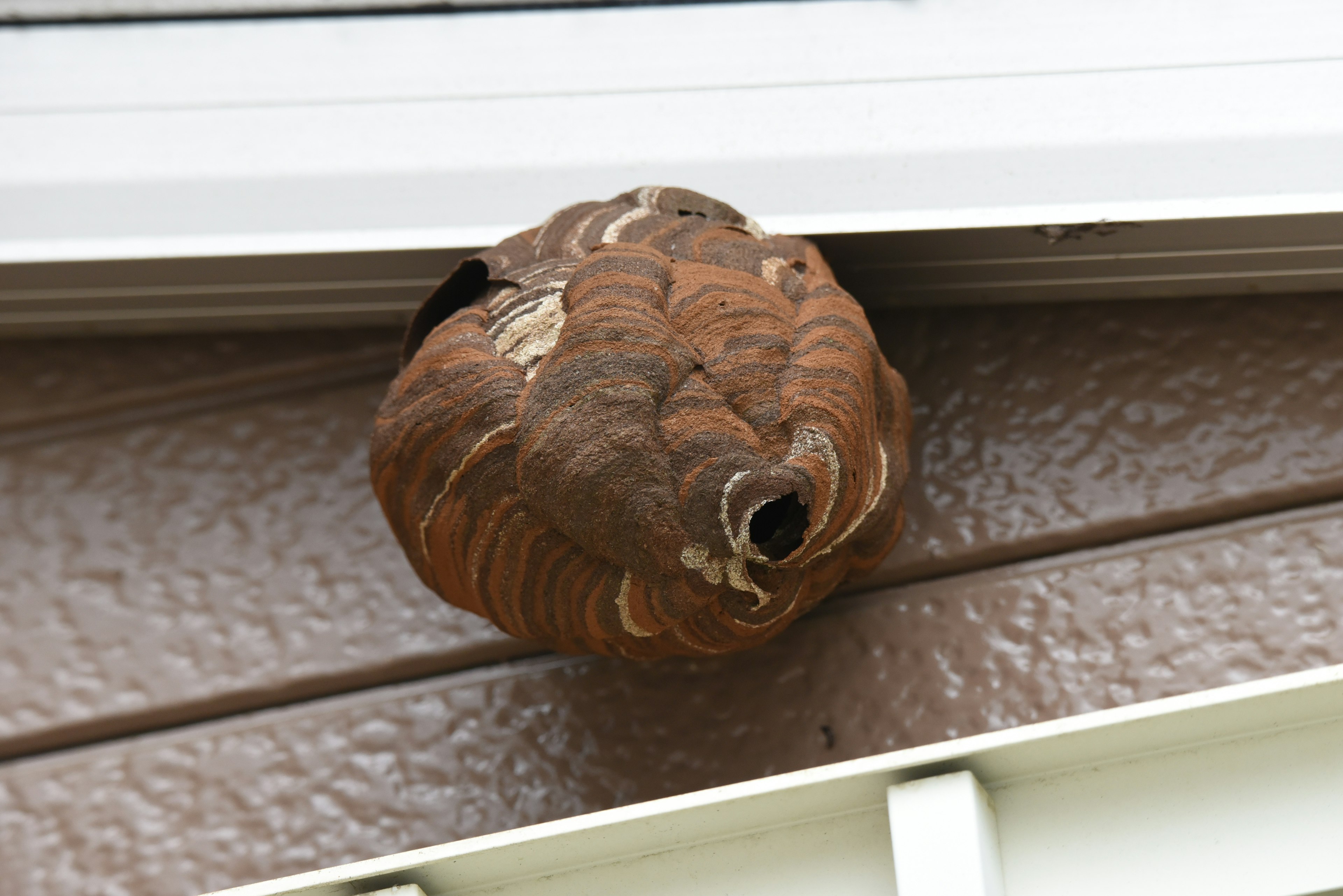 Brown wasp nest attached to the exterior wall of a house