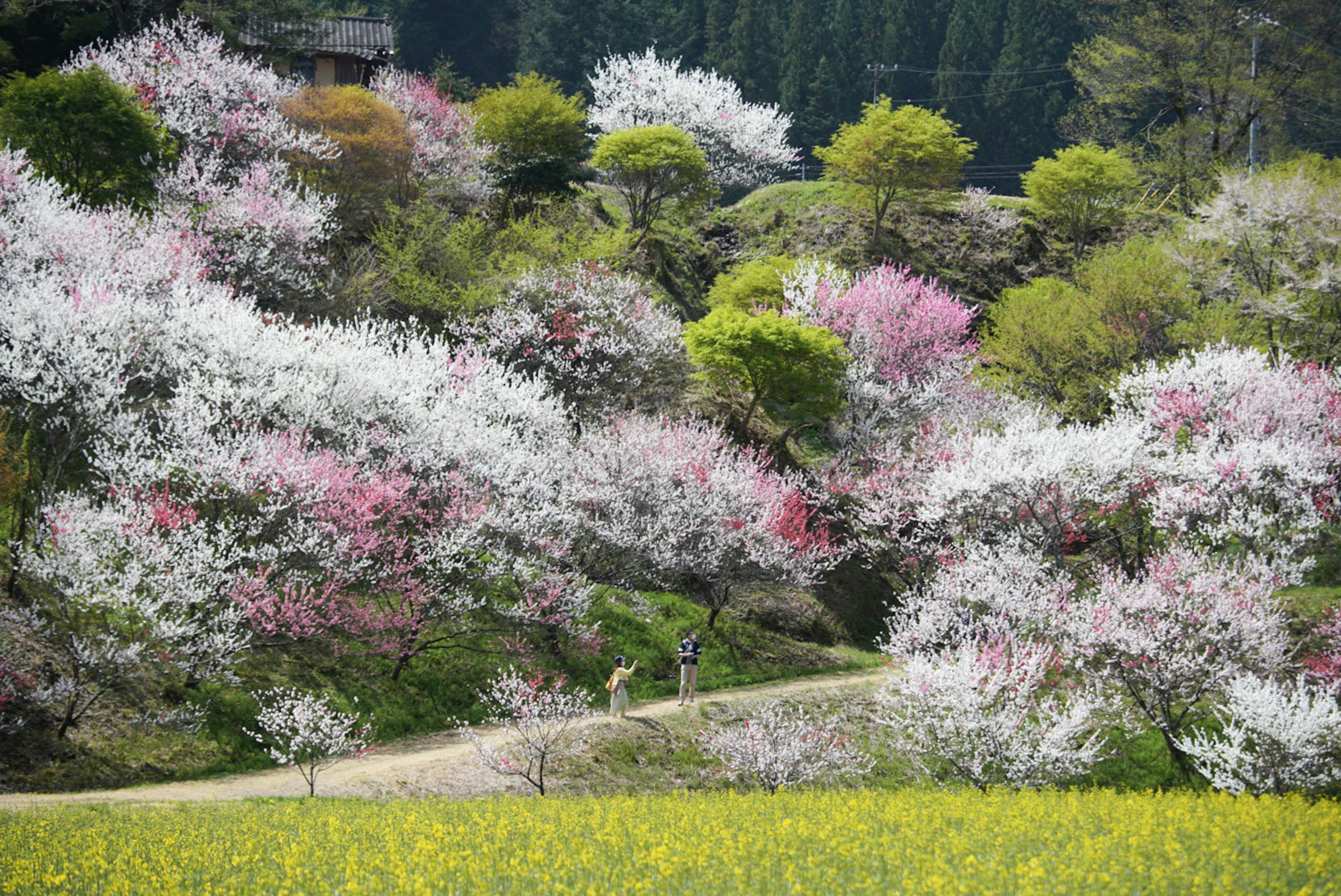 Paesaggio vibrante con alberi di ciliegio in fiore bianchi e rosa circondati da una vegetazione rigogliosa