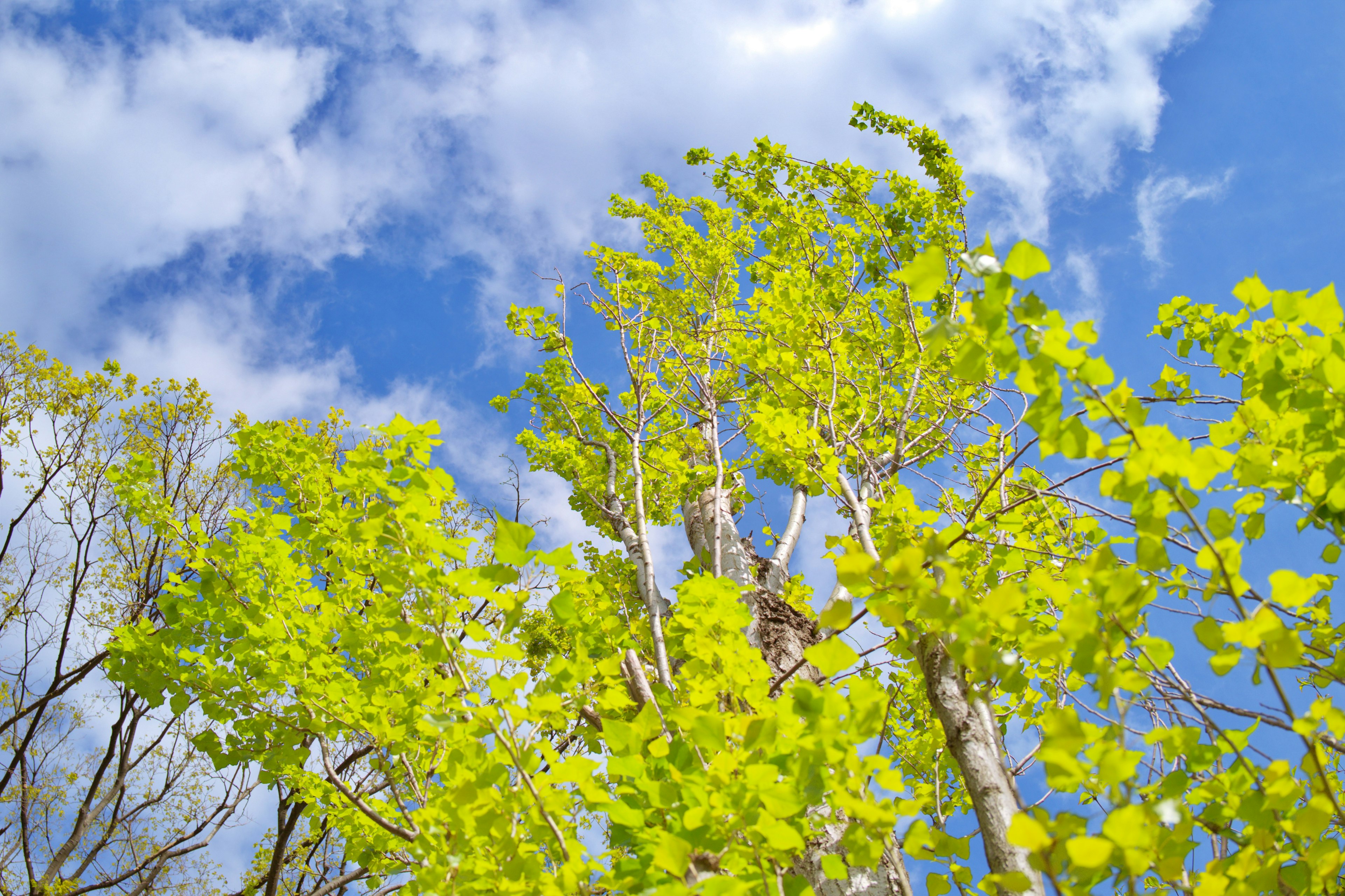 Vibrant green trees against a blue sky