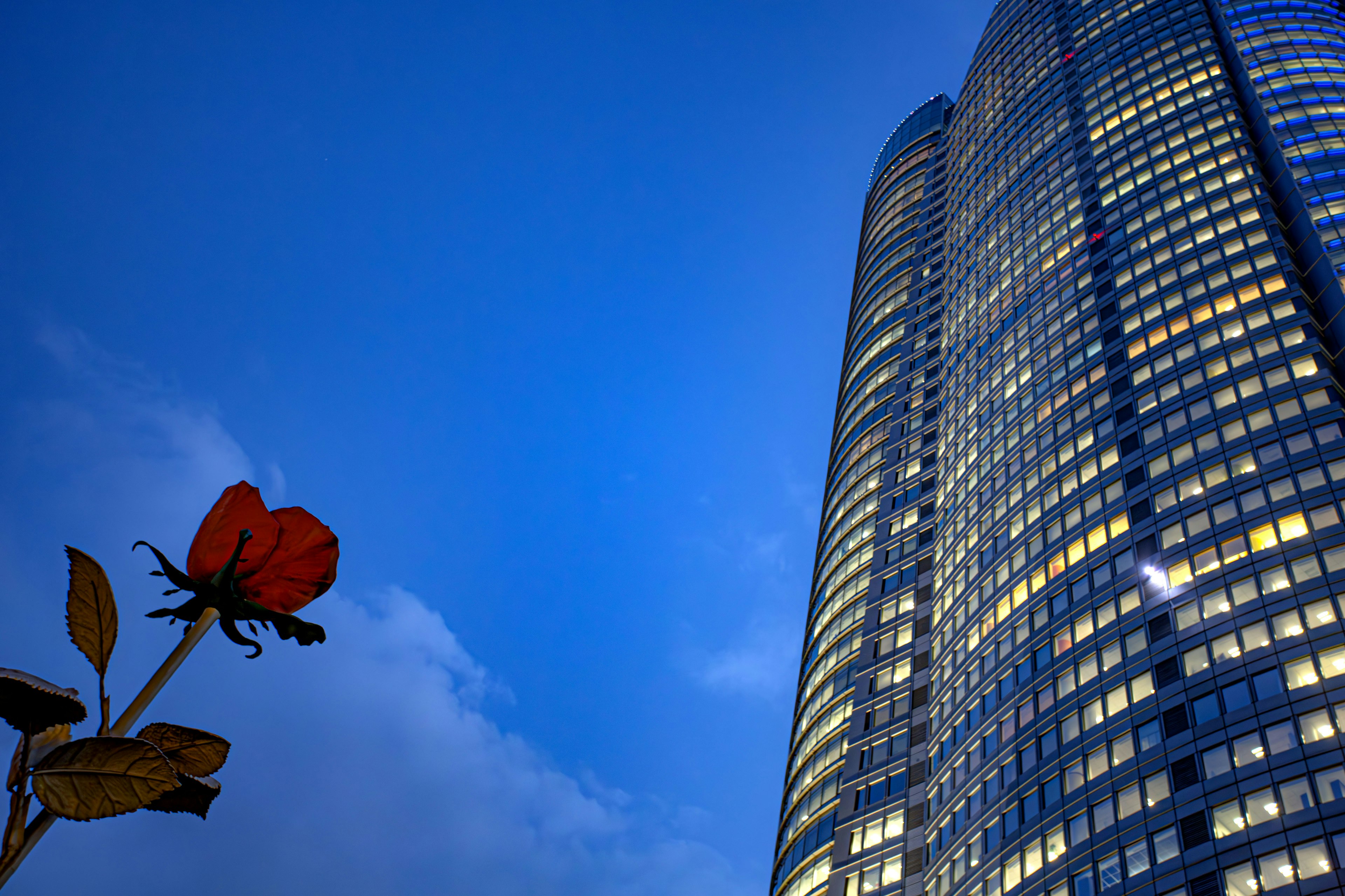 Gedung tinggi di bawah langit biru dengan mawar merah