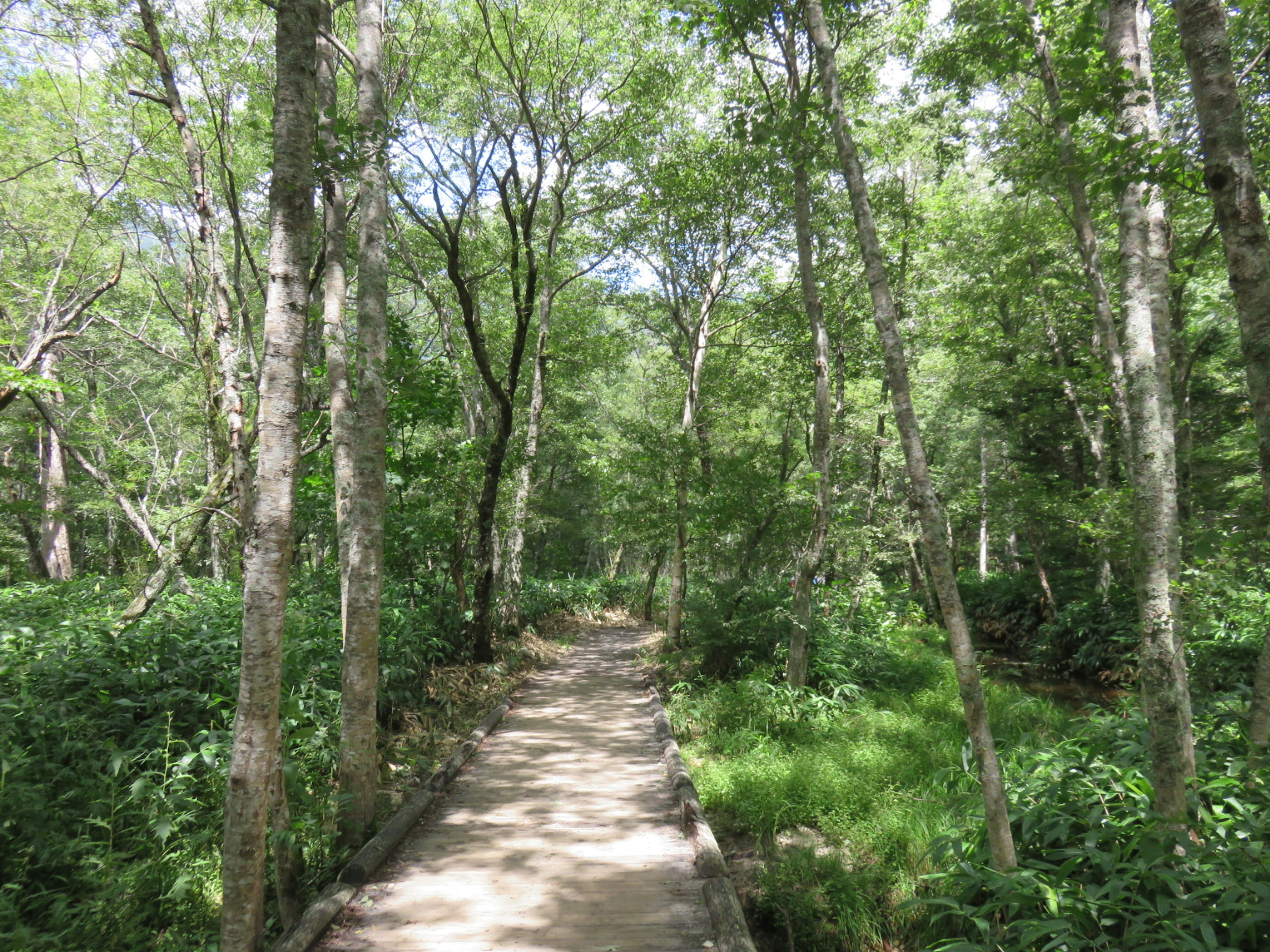 A path winding through a lush green forest