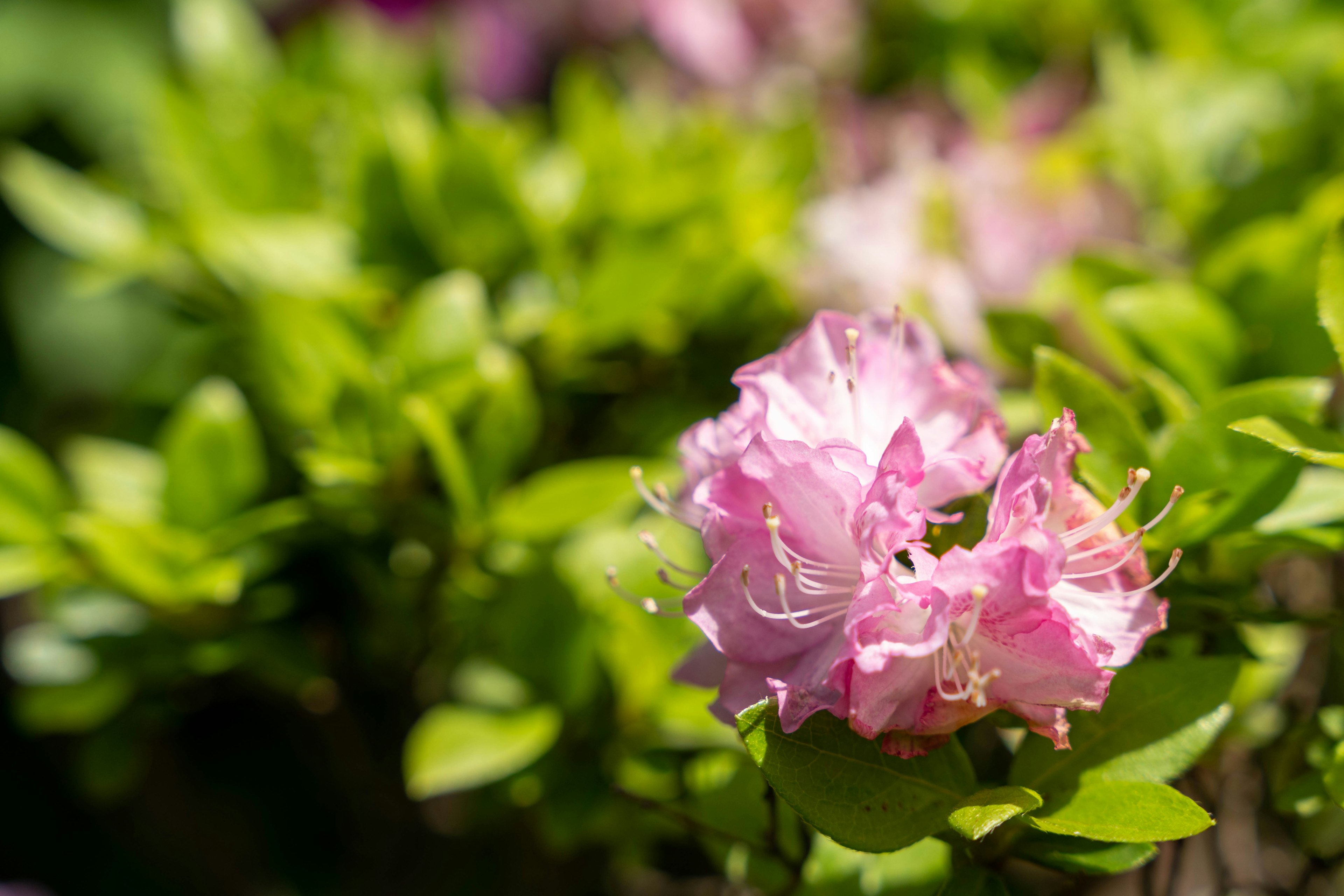 Primo piano di fiori rosa con foglie verdi vivaci