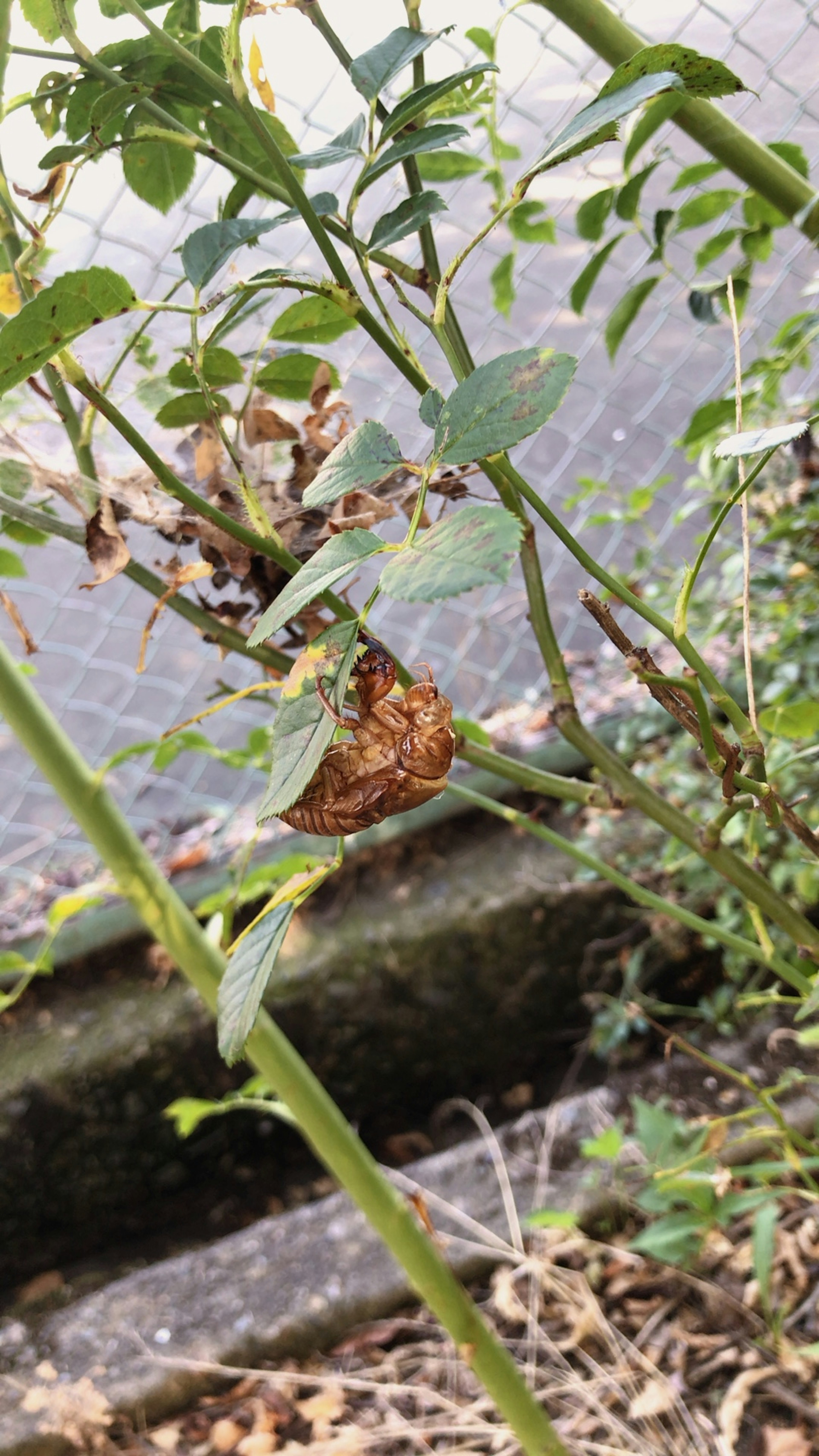 Kepompong coklat terletak di antara daun hijau dengan latar belakang kabur