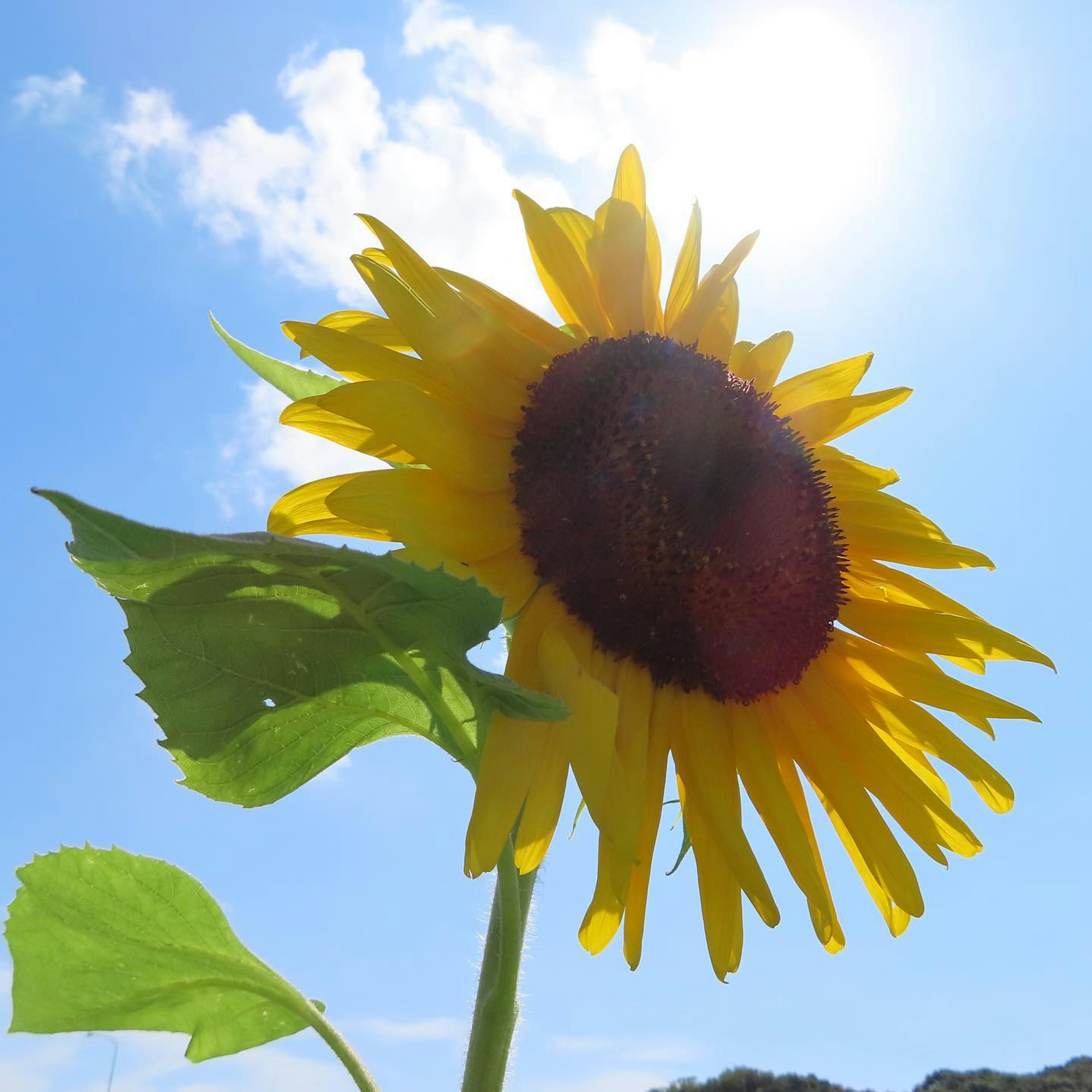 Un girasole vibrante con petali gialli e un centro scuro contro un cielo blu