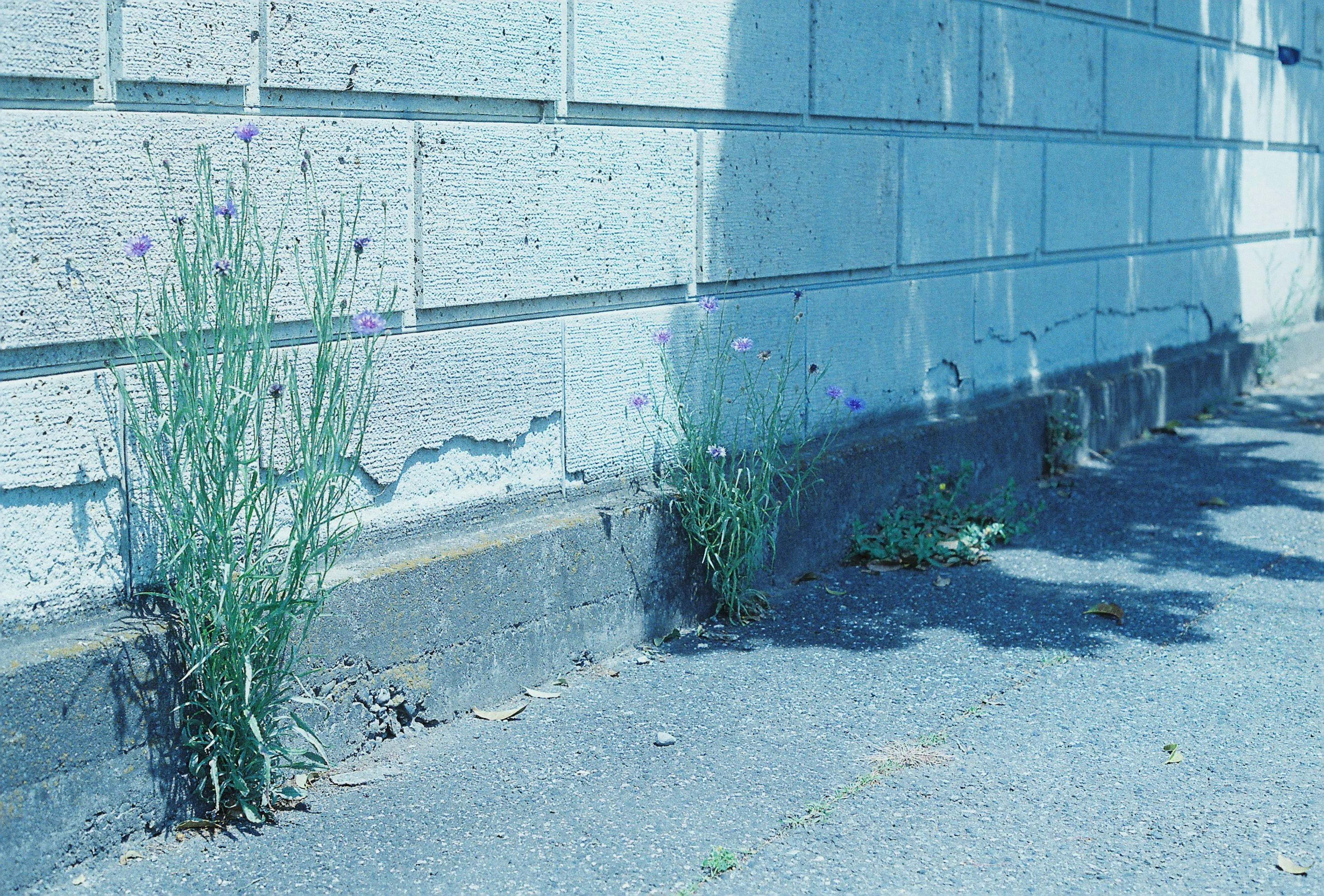 青い壁の近くに生える小さな紫色の花と緑の草