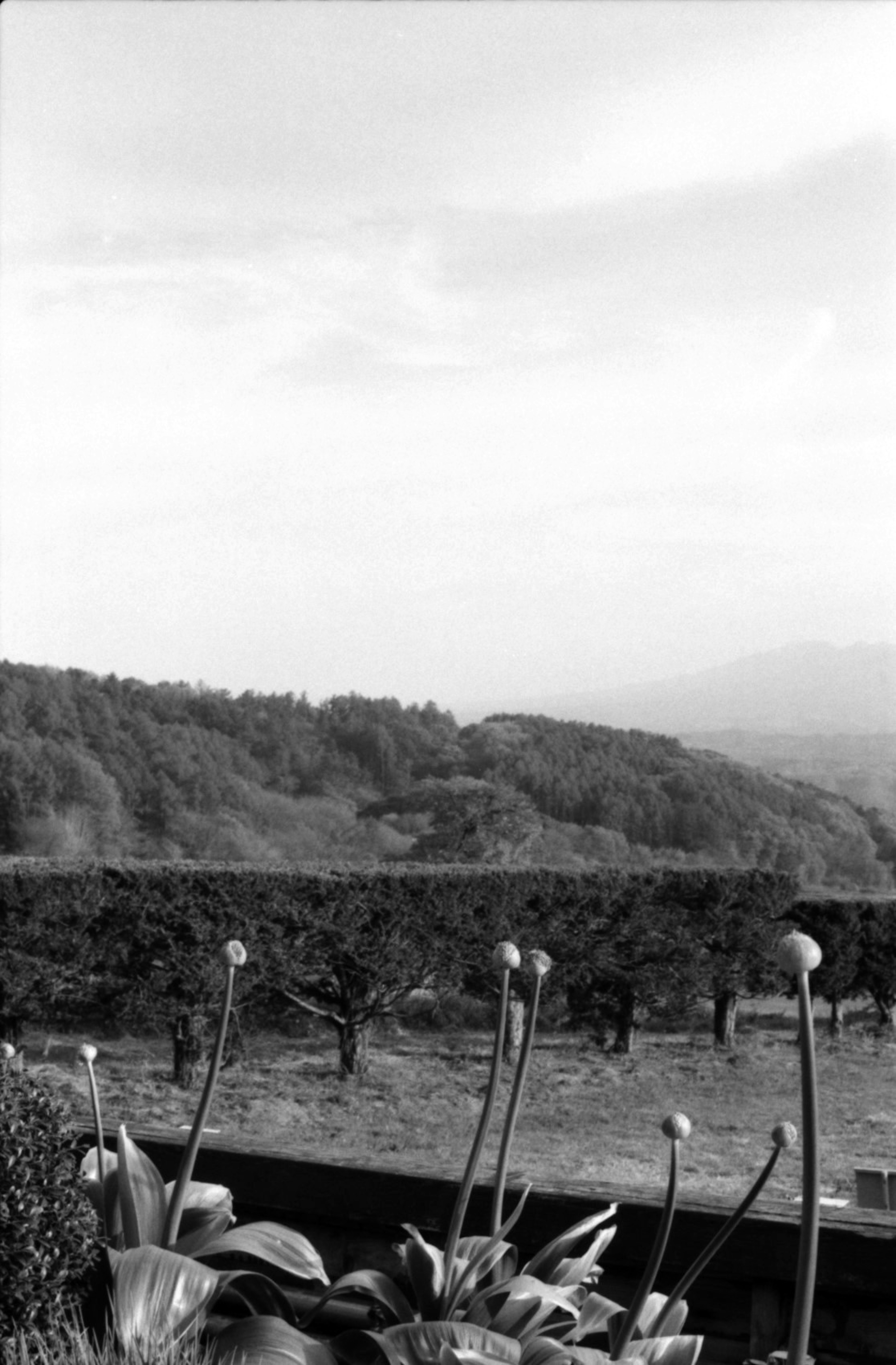 Black and white landscape photo featuring flowers in the foreground with mountains and forest in the background