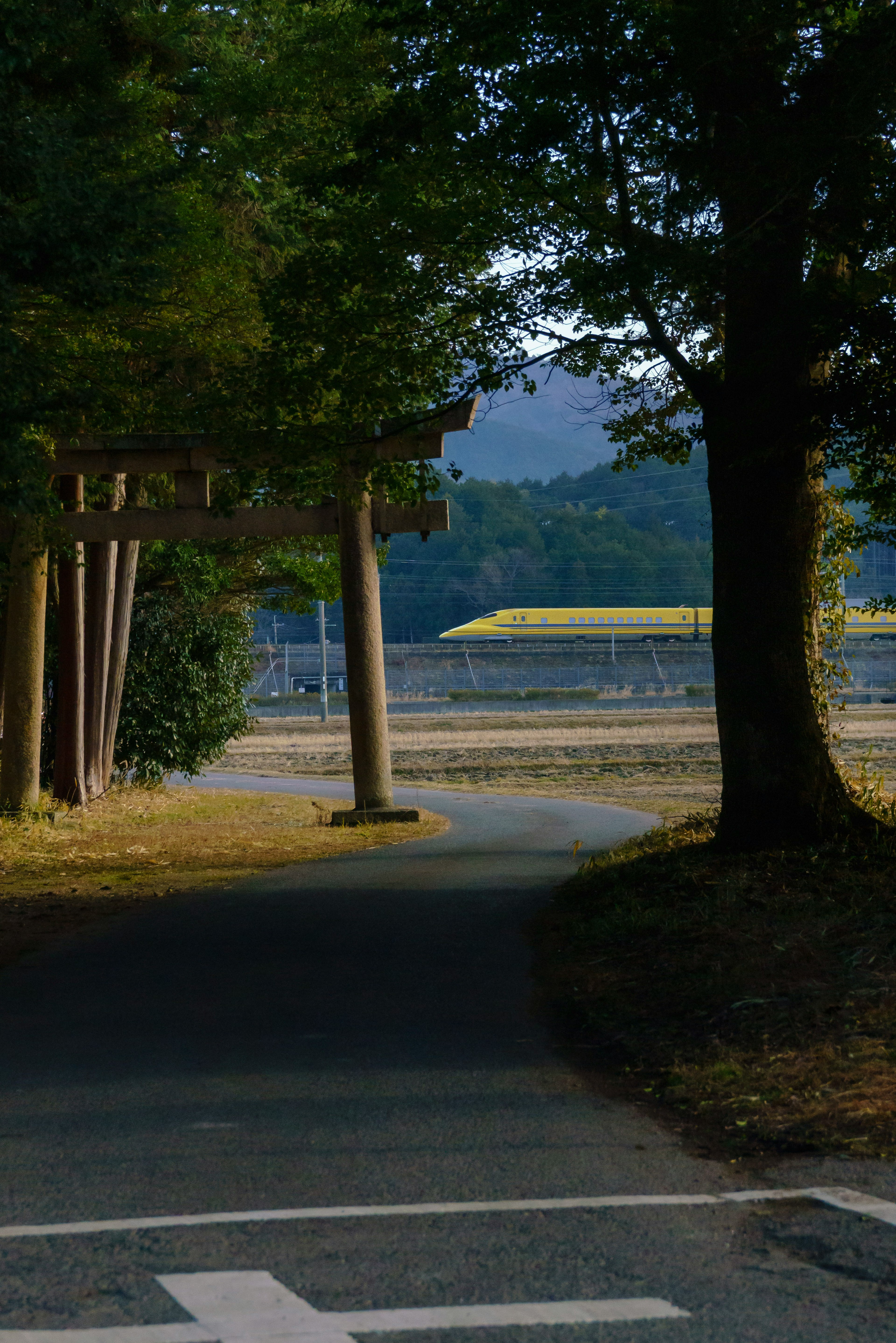 緑の木々に囲まれた道の先に広がる風景