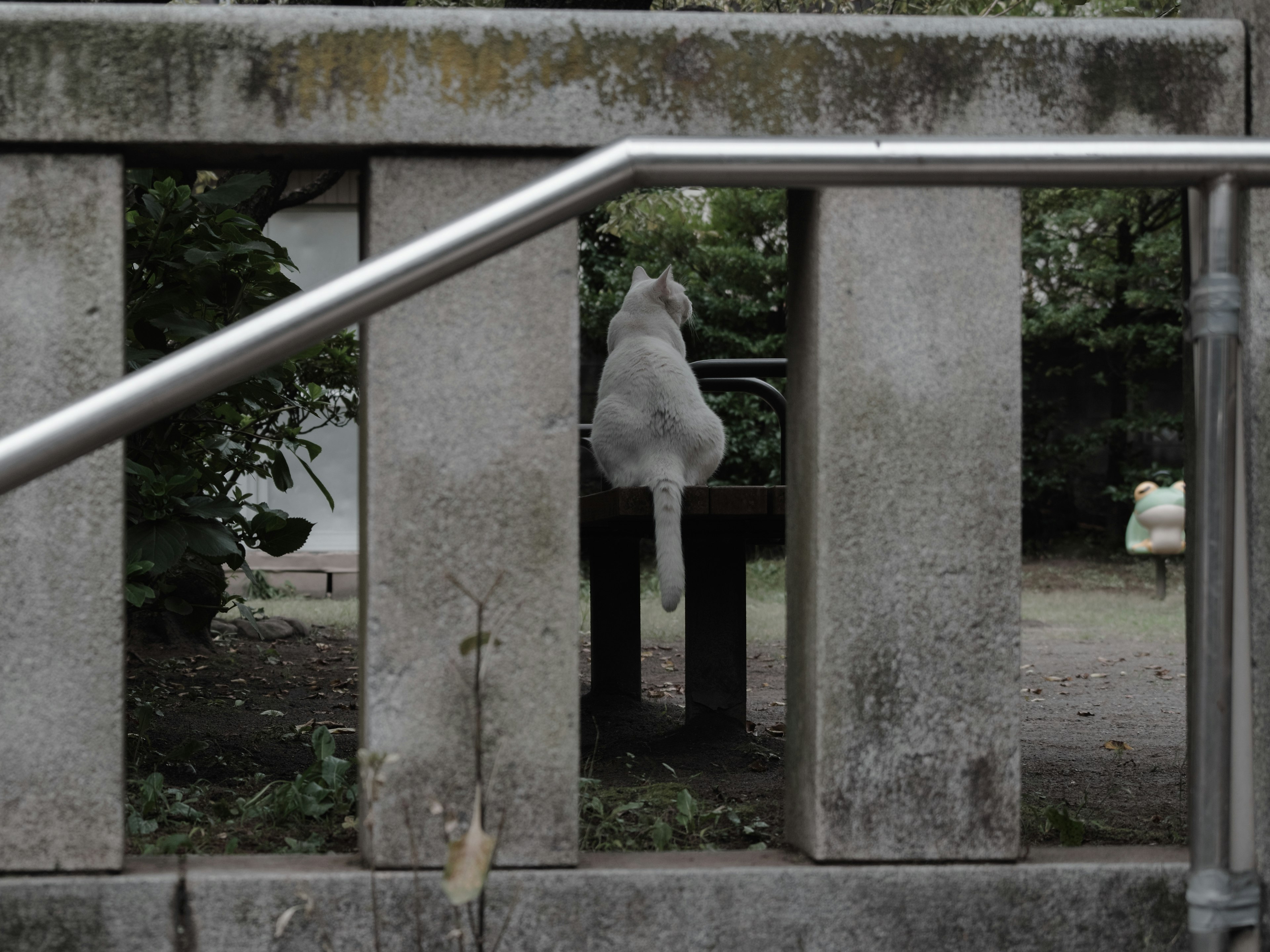 Eine weiße Katze sitzt auf einer Parkbank umgeben von grünen Pflanzen