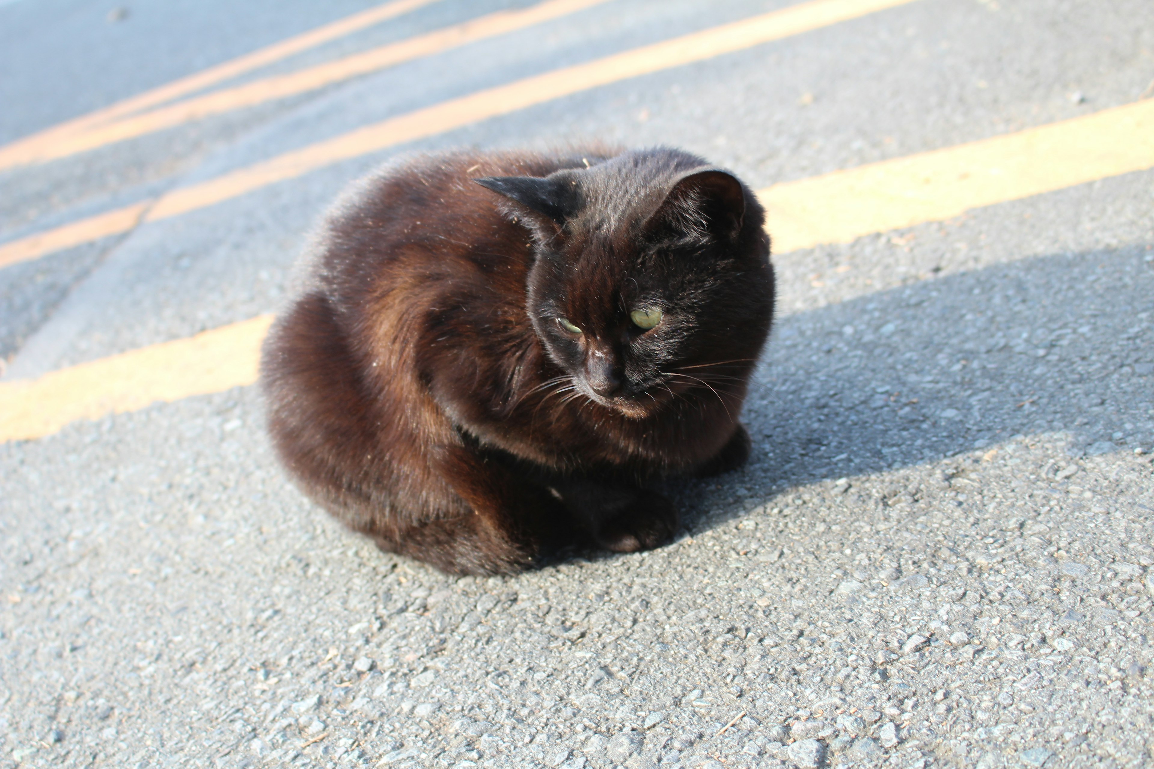 黒い猫が道路の黄色いラインのそばで丸くなっている