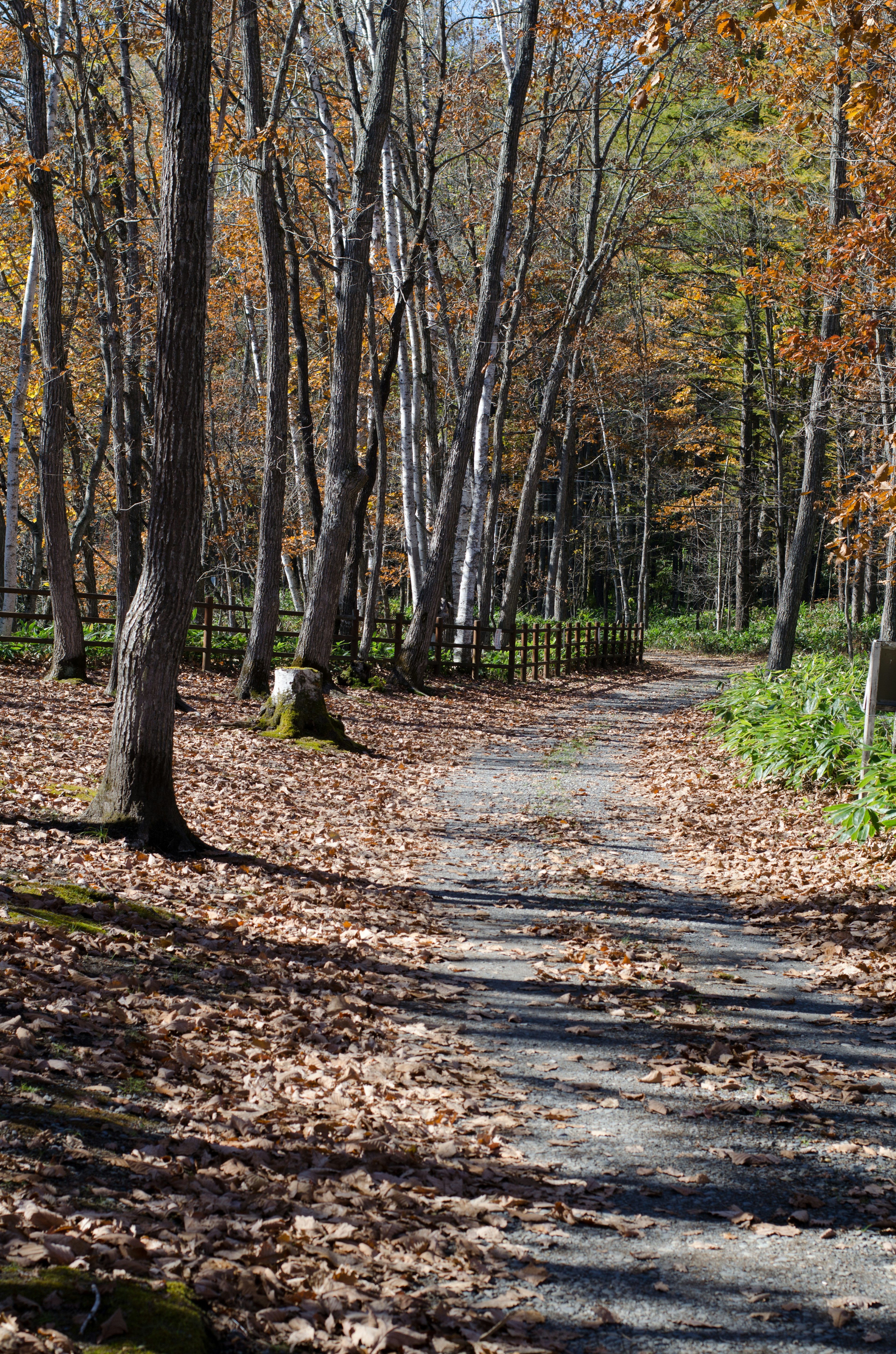 A tranquil autumn forest path with scattered fallen leaves and trees lining the way