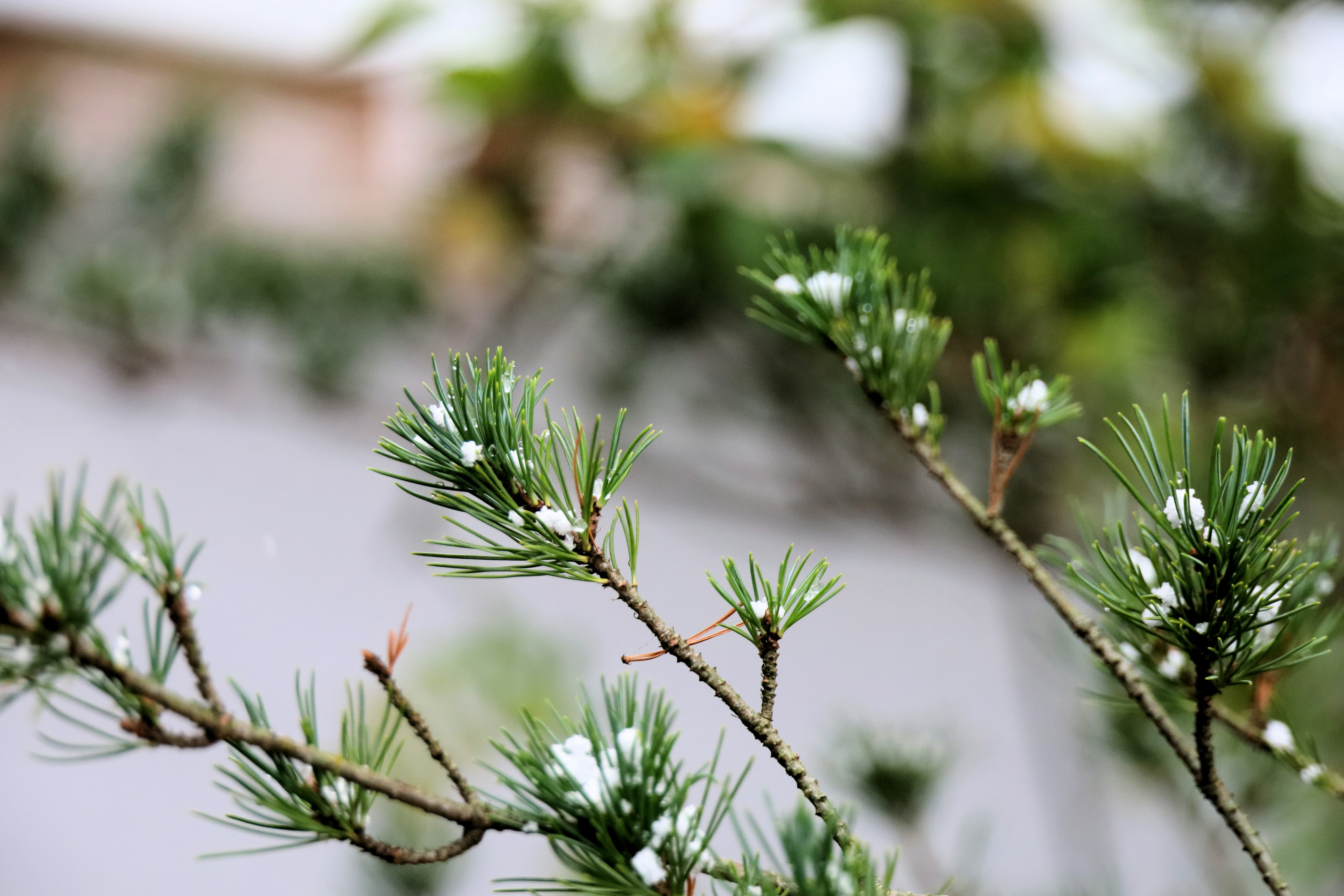 Green coniferous branch with white flowers blooming