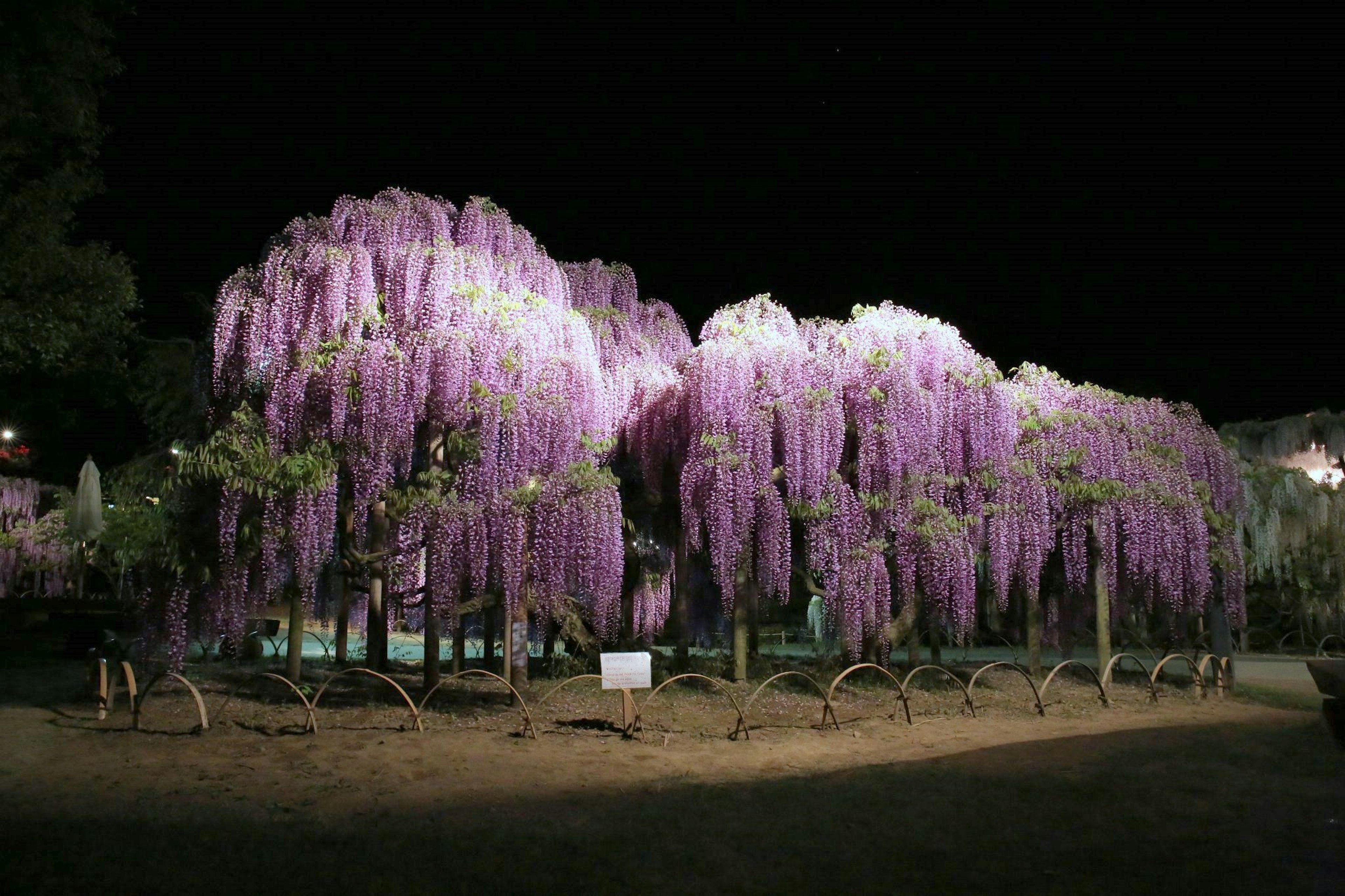 夜间照亮的紫藤树拱门