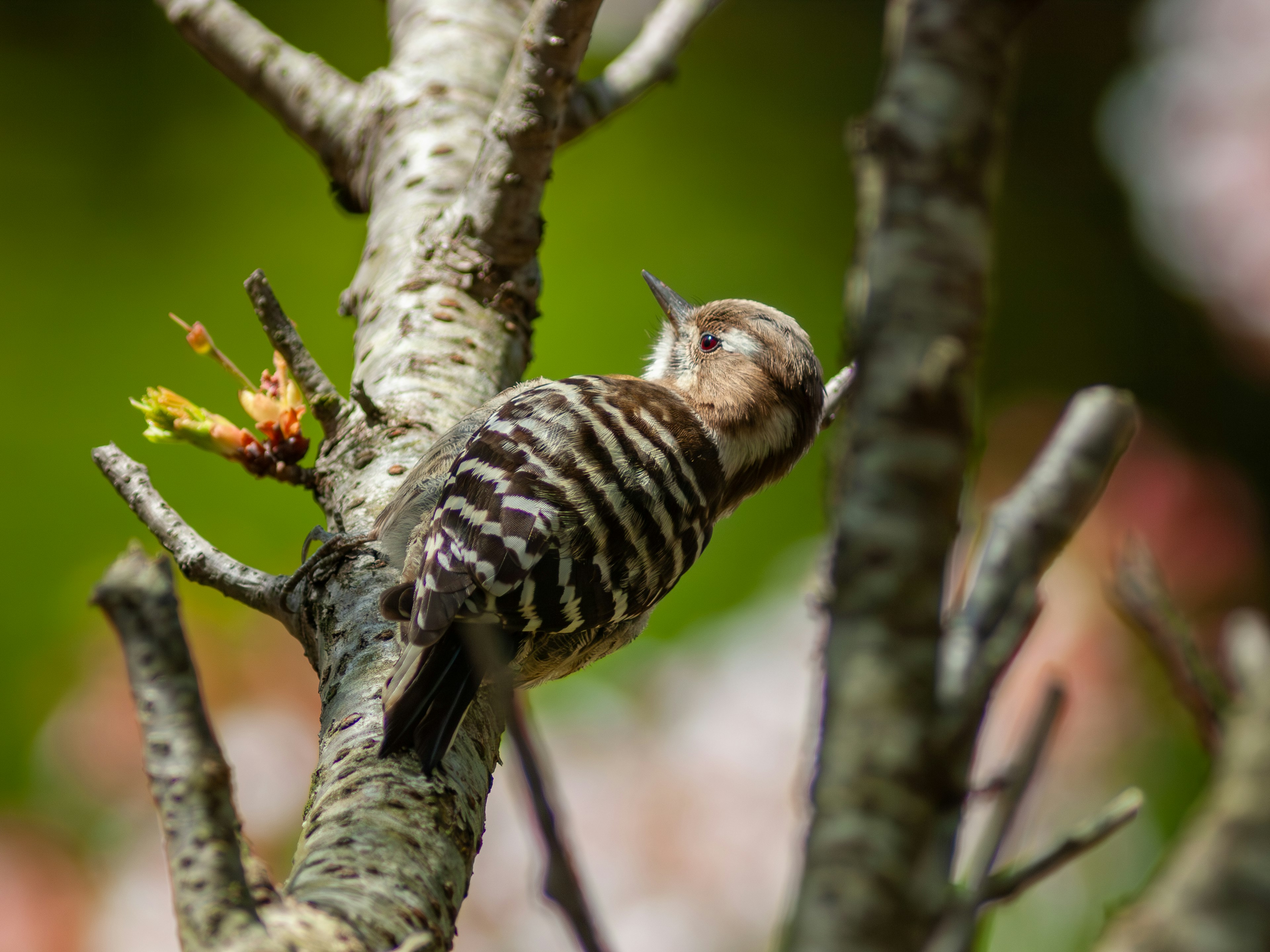 A striped woodpecker perched on a branch with a blurred green background