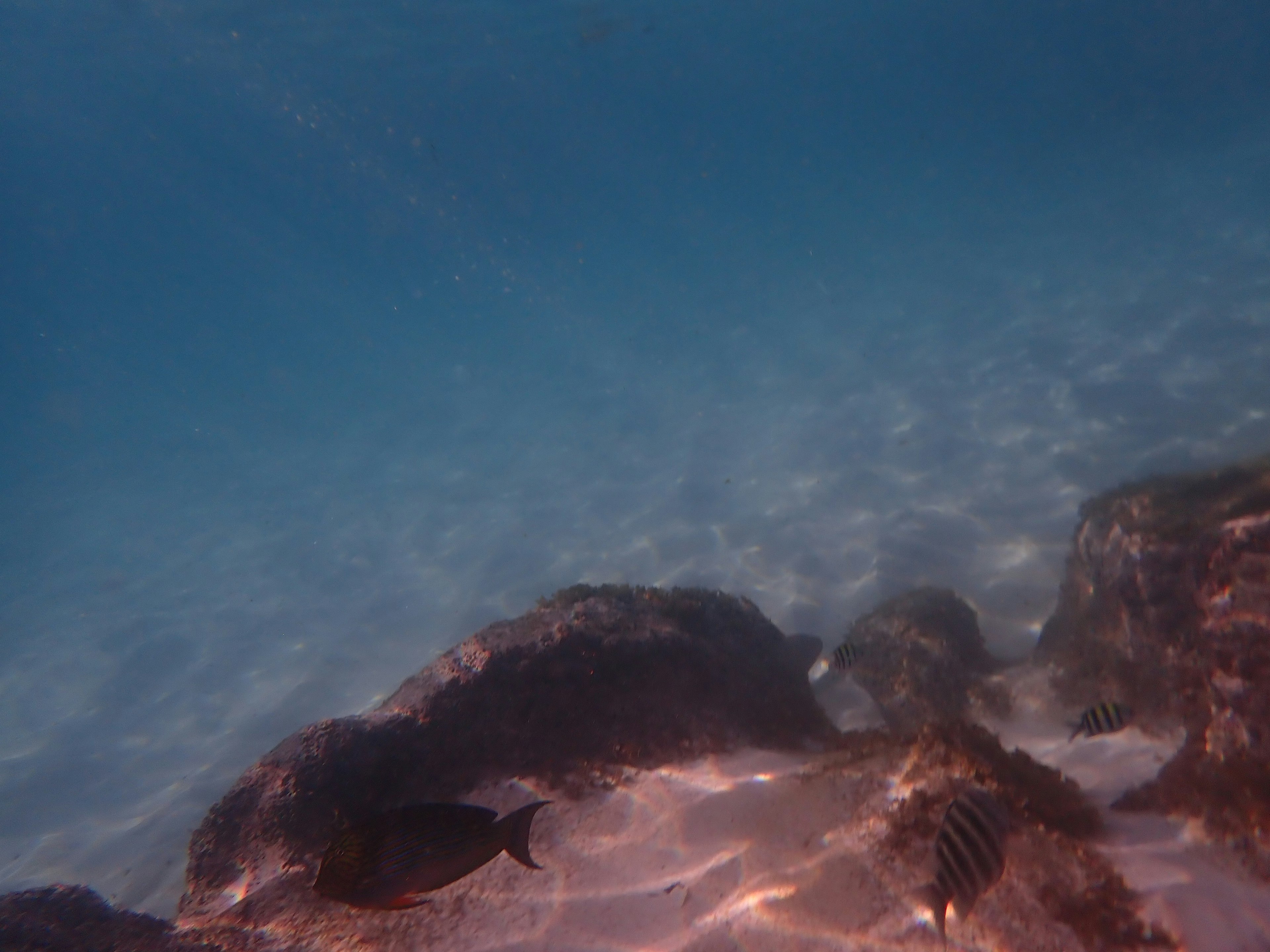 Underwater scene featuring rocks and a fish