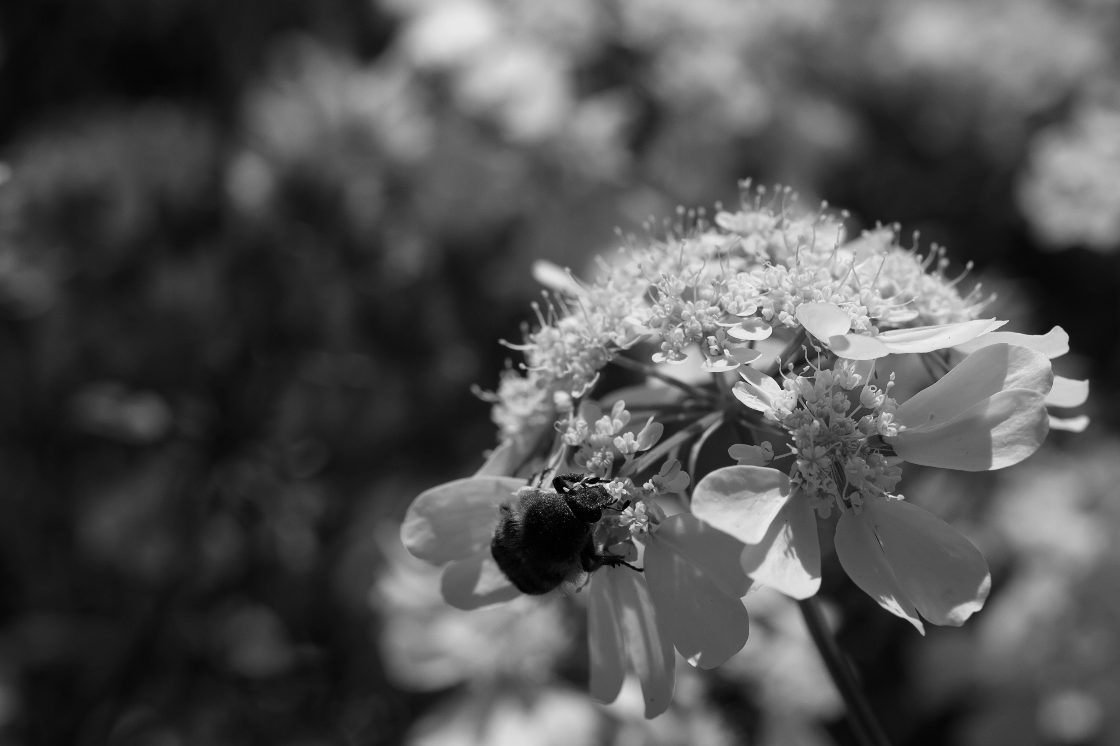 Primer plano de una flor con una abeja en blanco y negro