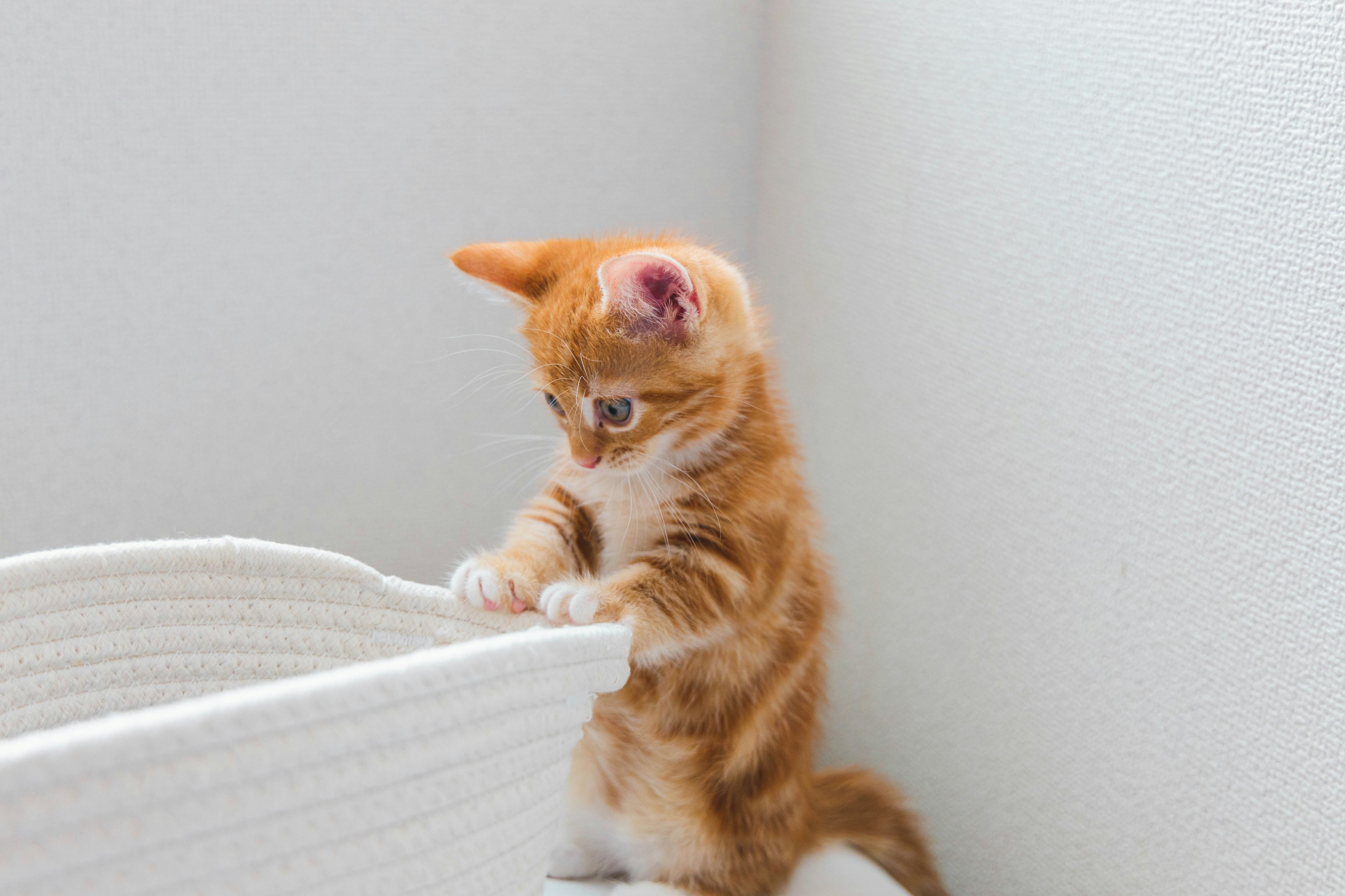 Seekor anak kucing oranye berdiri di tepi keranjang putih