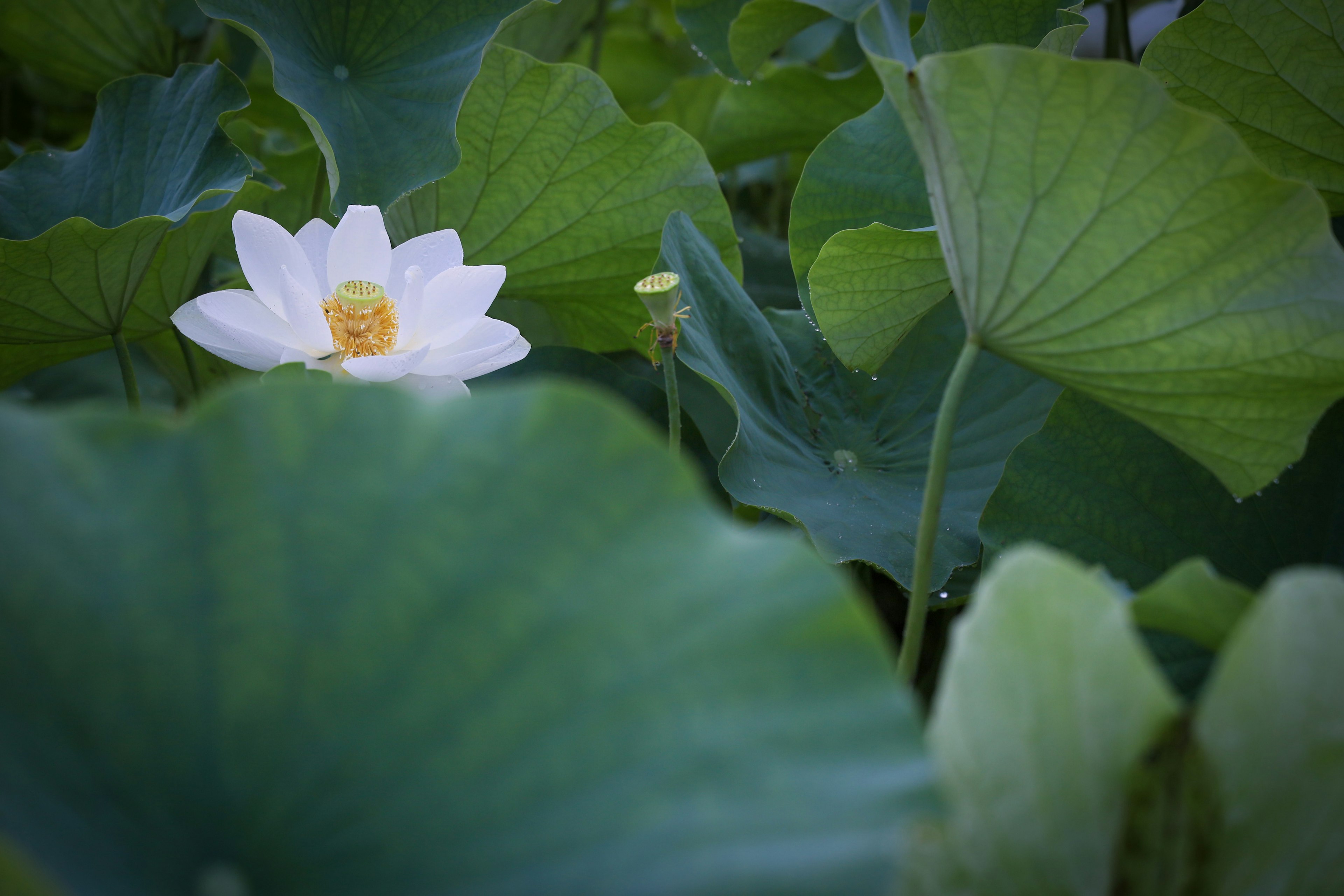 Une fleur de lotus blanche entourée de feuilles vertes luxuriantes dans un étang serein