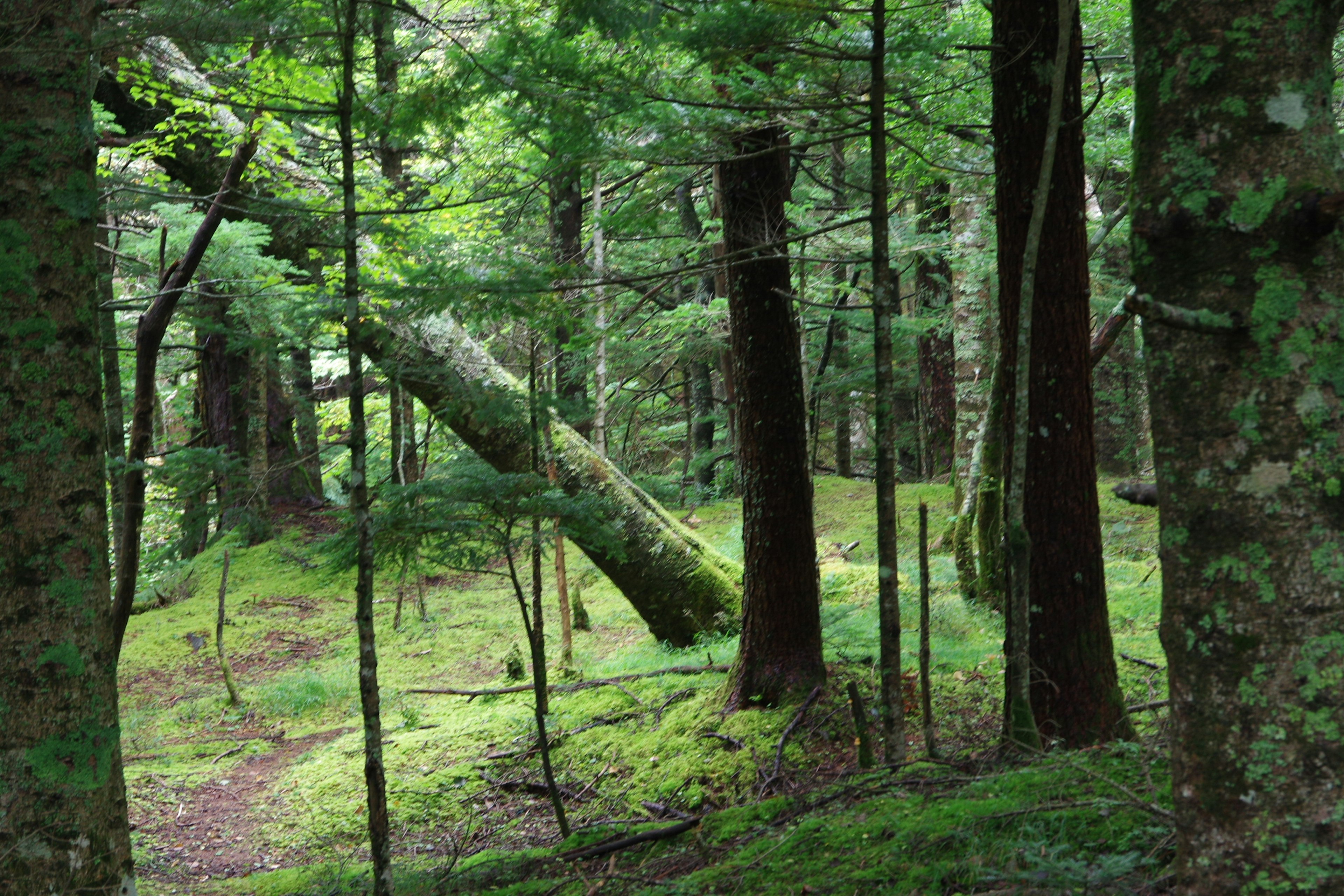 Bosque frondoso con árbol caído y árboles circundantes