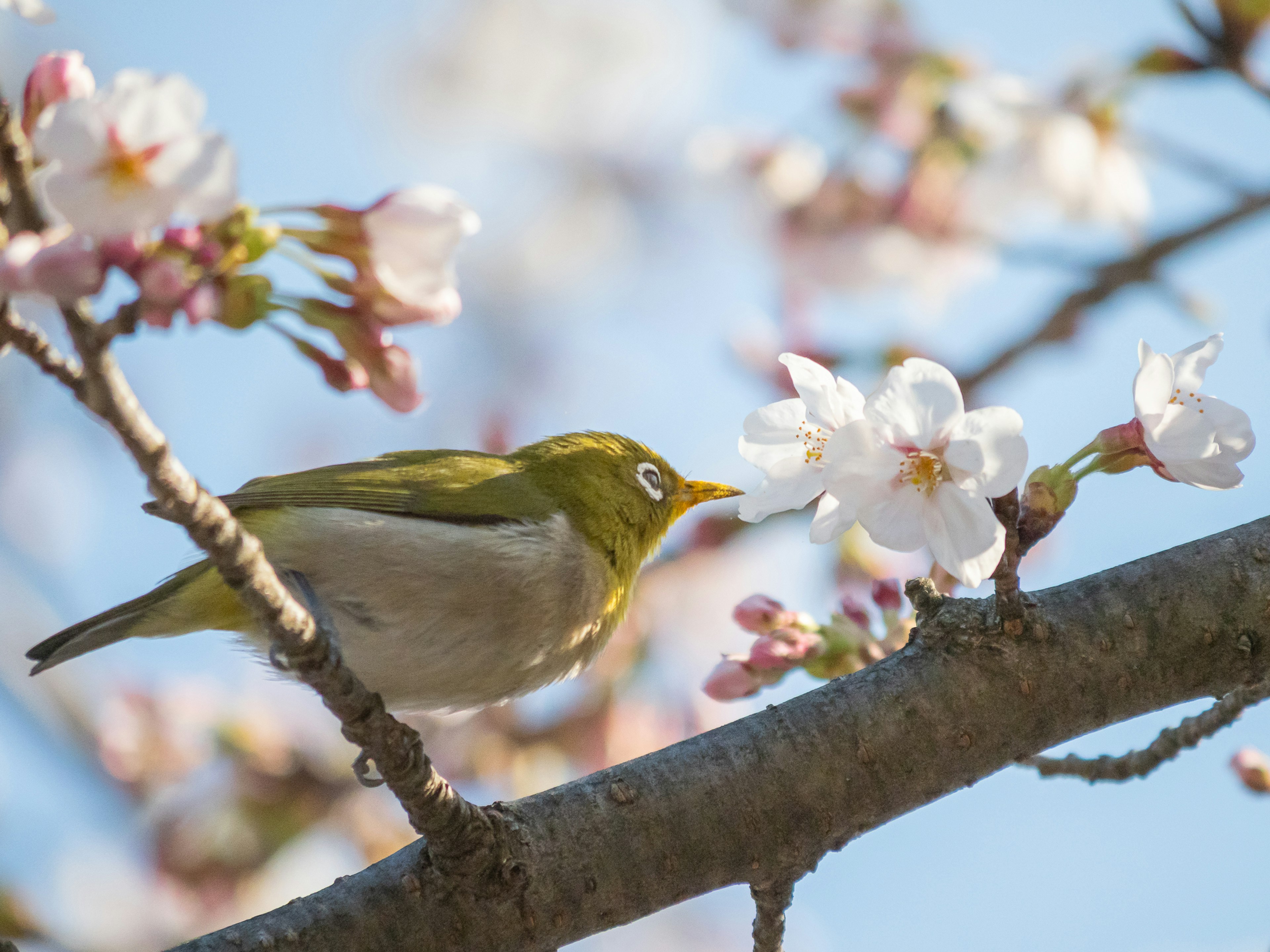 桜の花の近くにいる小さな緑色の鳥