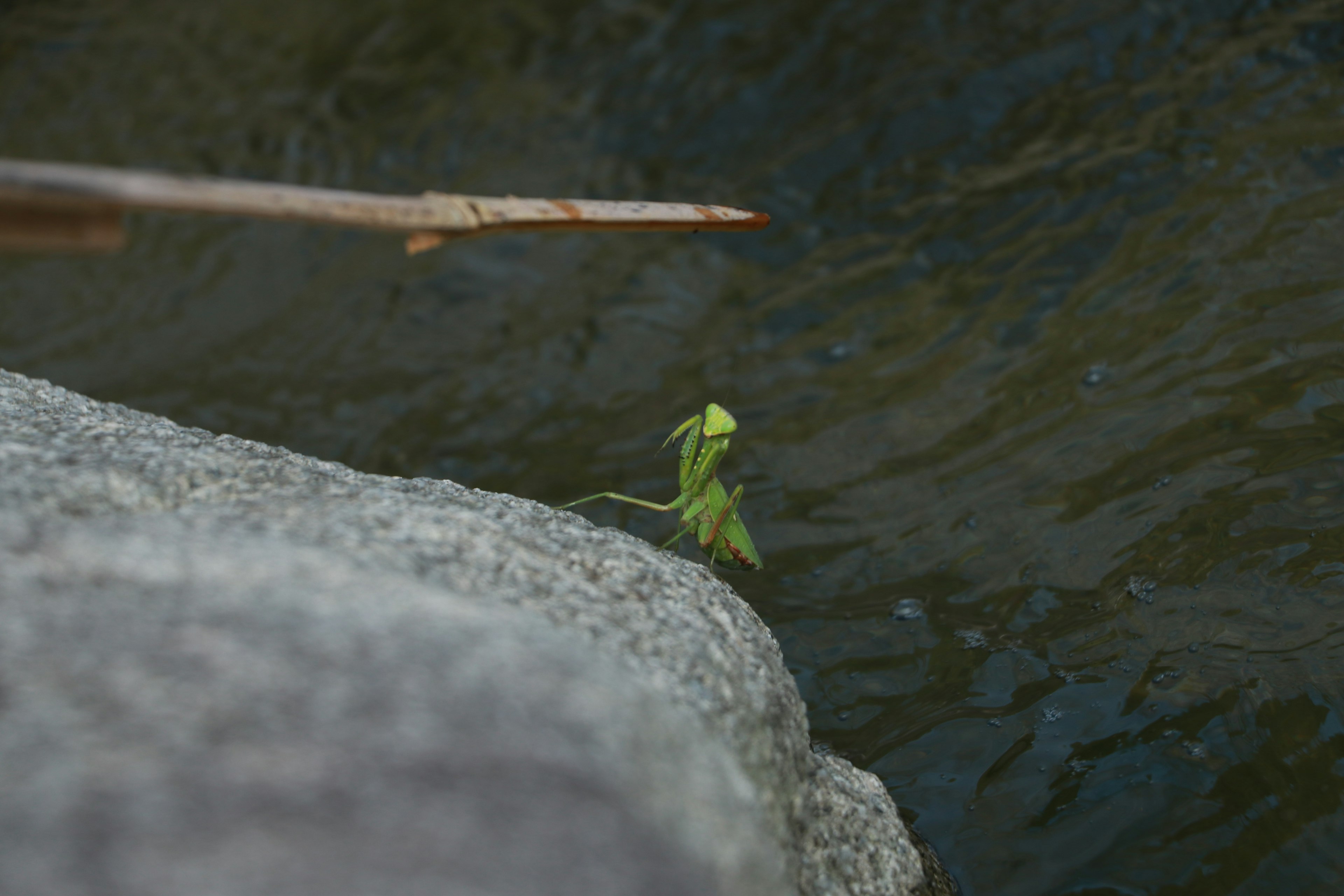 Grünes Blatt und Zweig auf einem Stein am Wasser