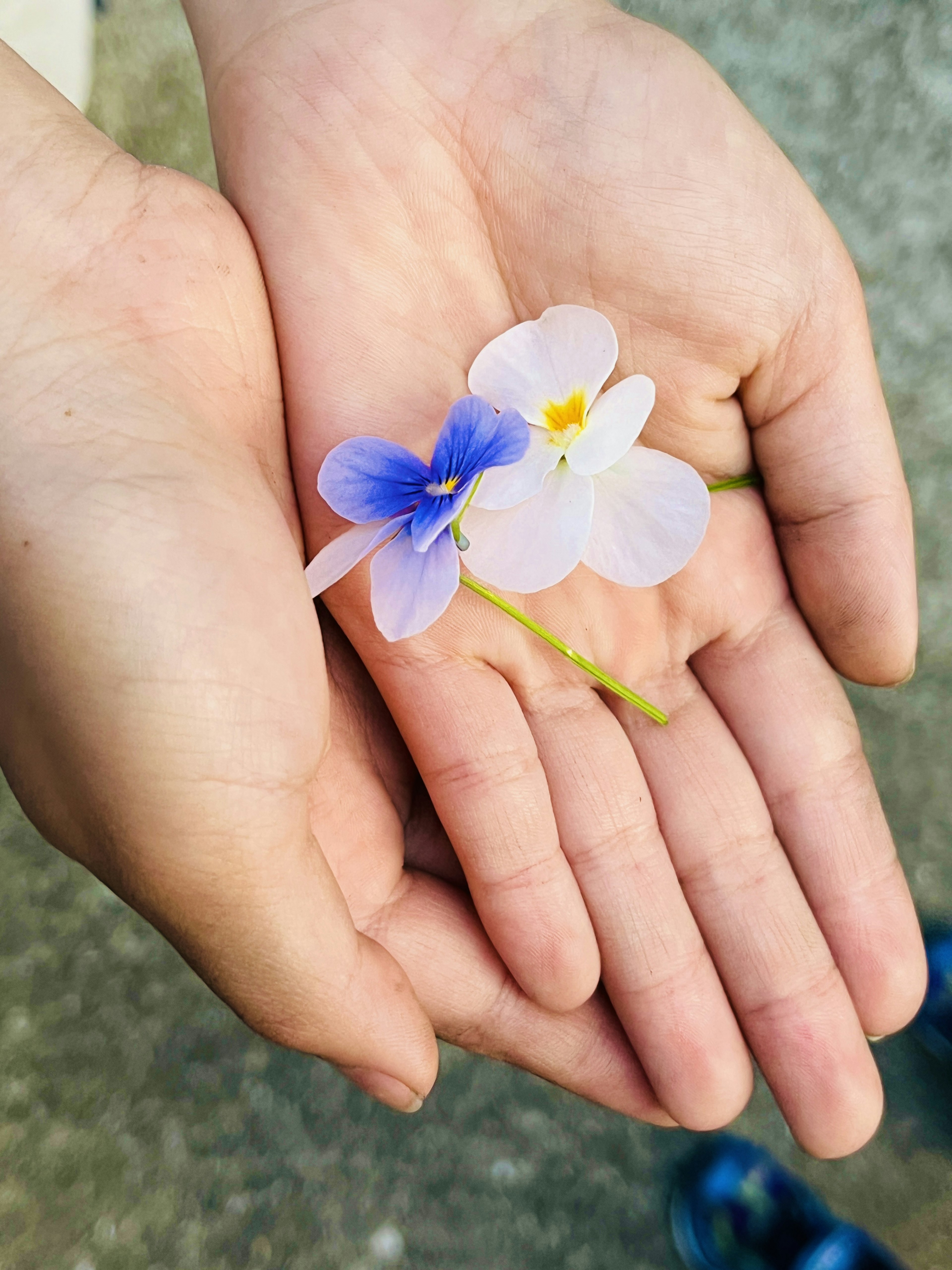 Dos flores en azul y blanco sostenidas en manos abiertas